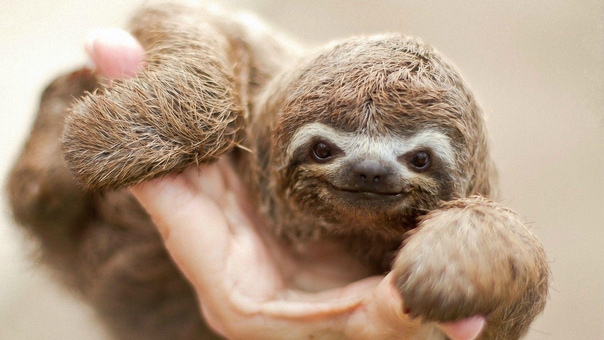 Sloths image Baby sloth HD wallpaper and background photo