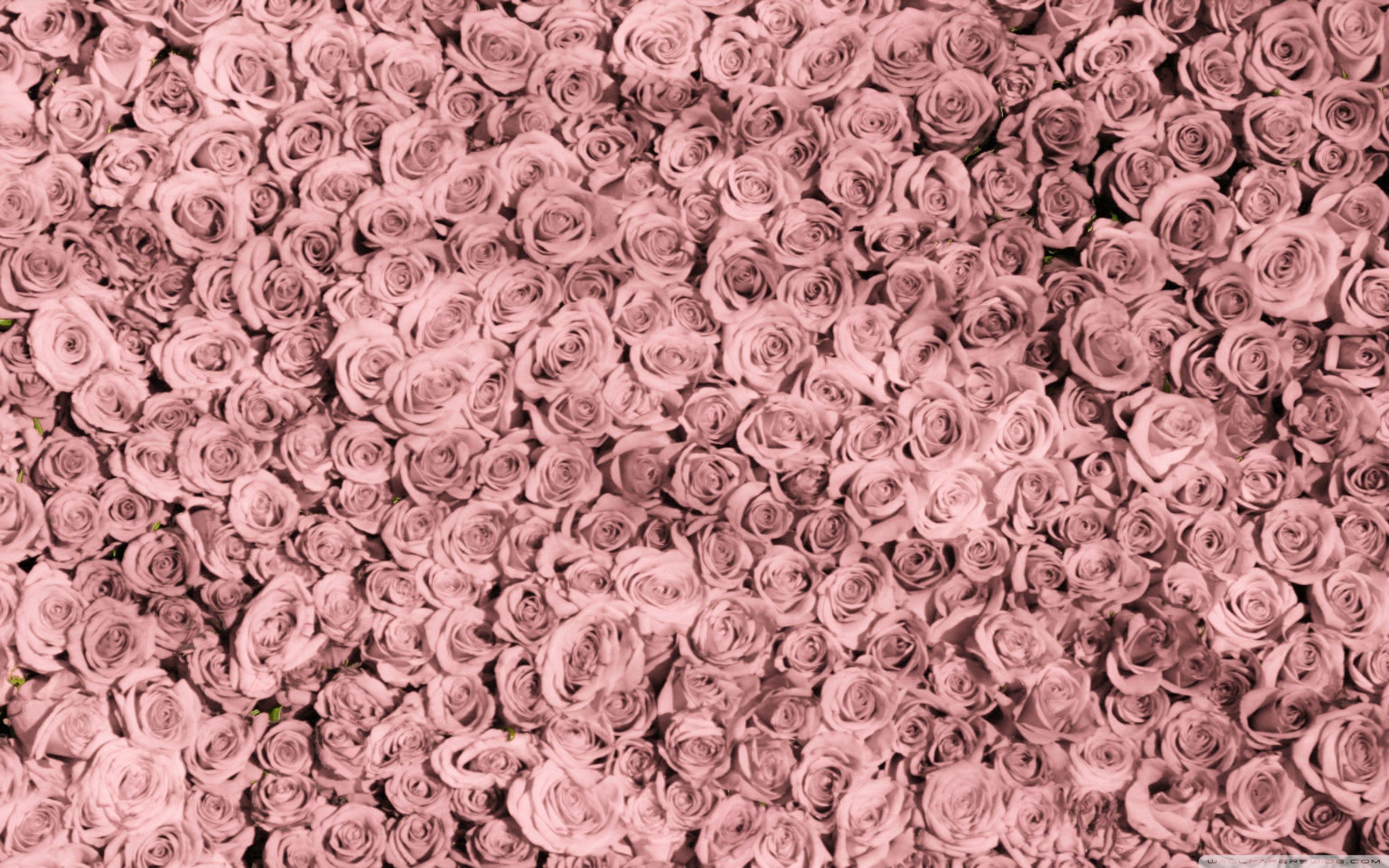 Vintage Pink Roses Tumblr Ultra HD Desktop Background