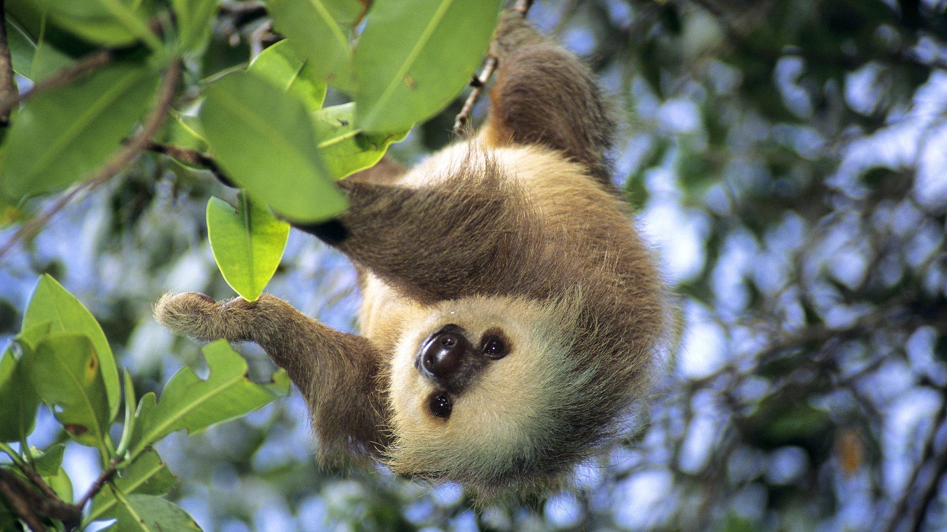 Hoffmann's Two Toed Sloth, Panama Full HD Wallpaper And Background