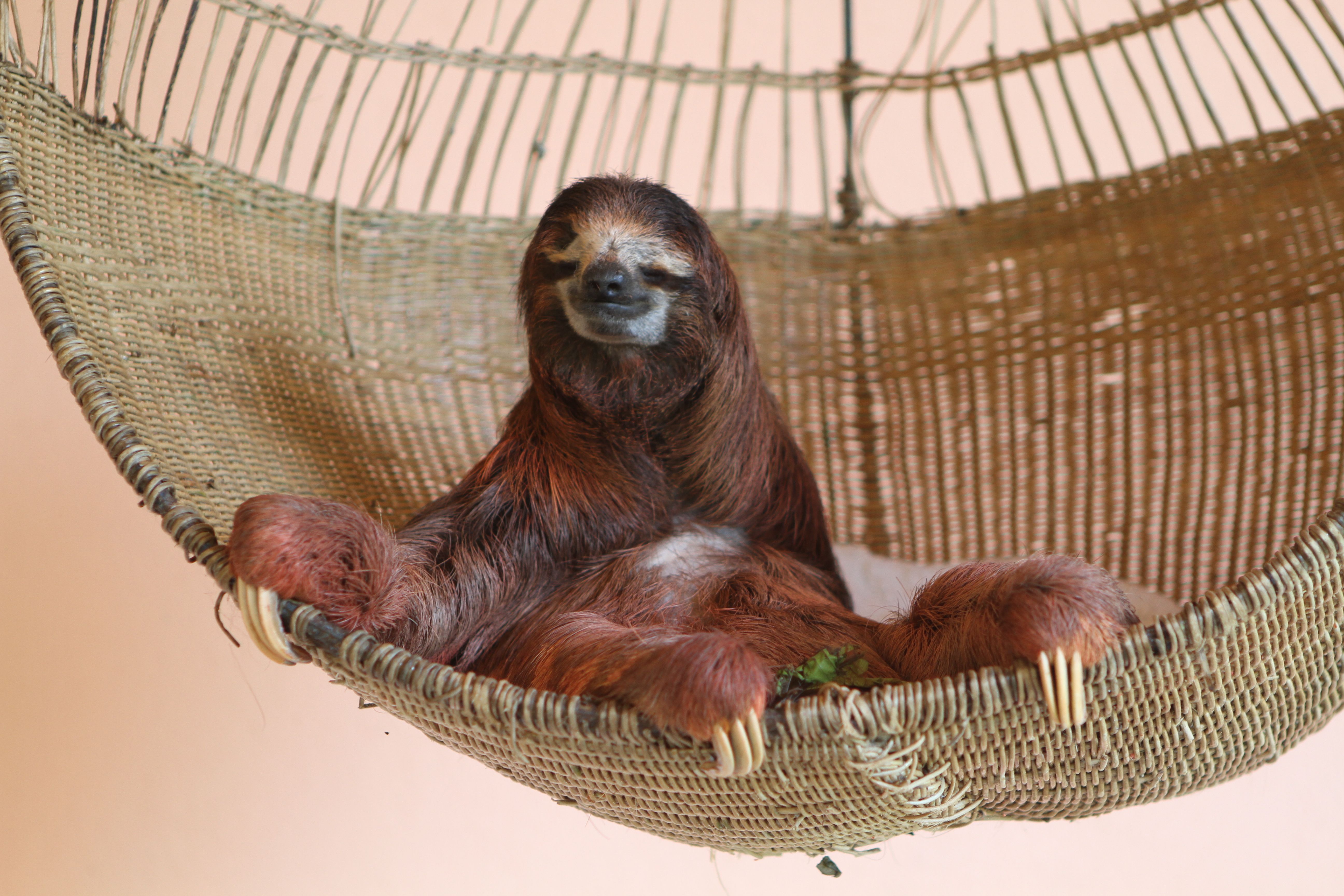 Sloths image Queen of the sloths HD wallpaper and background photo