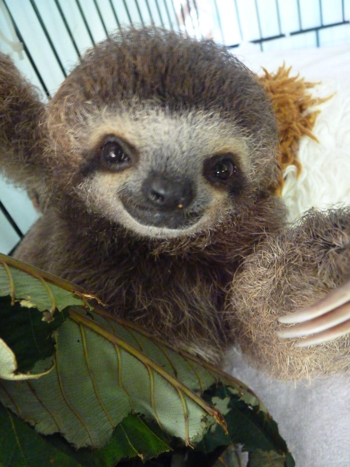 The face. Cute baby sloths, Cute baby animals, Cute sloth
