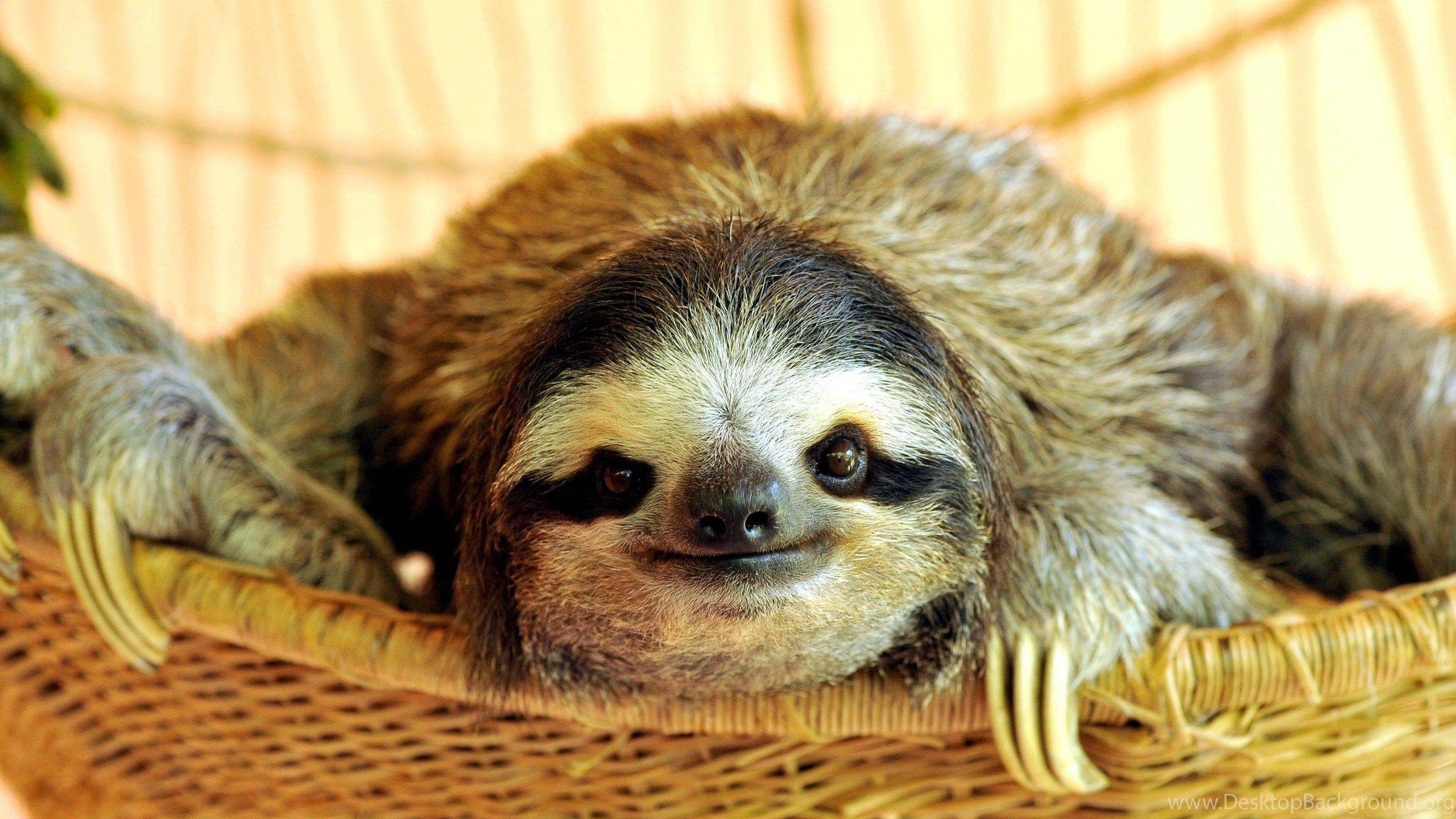 Similar Image Search For Post: Buttercup The Sloth Wallpaper