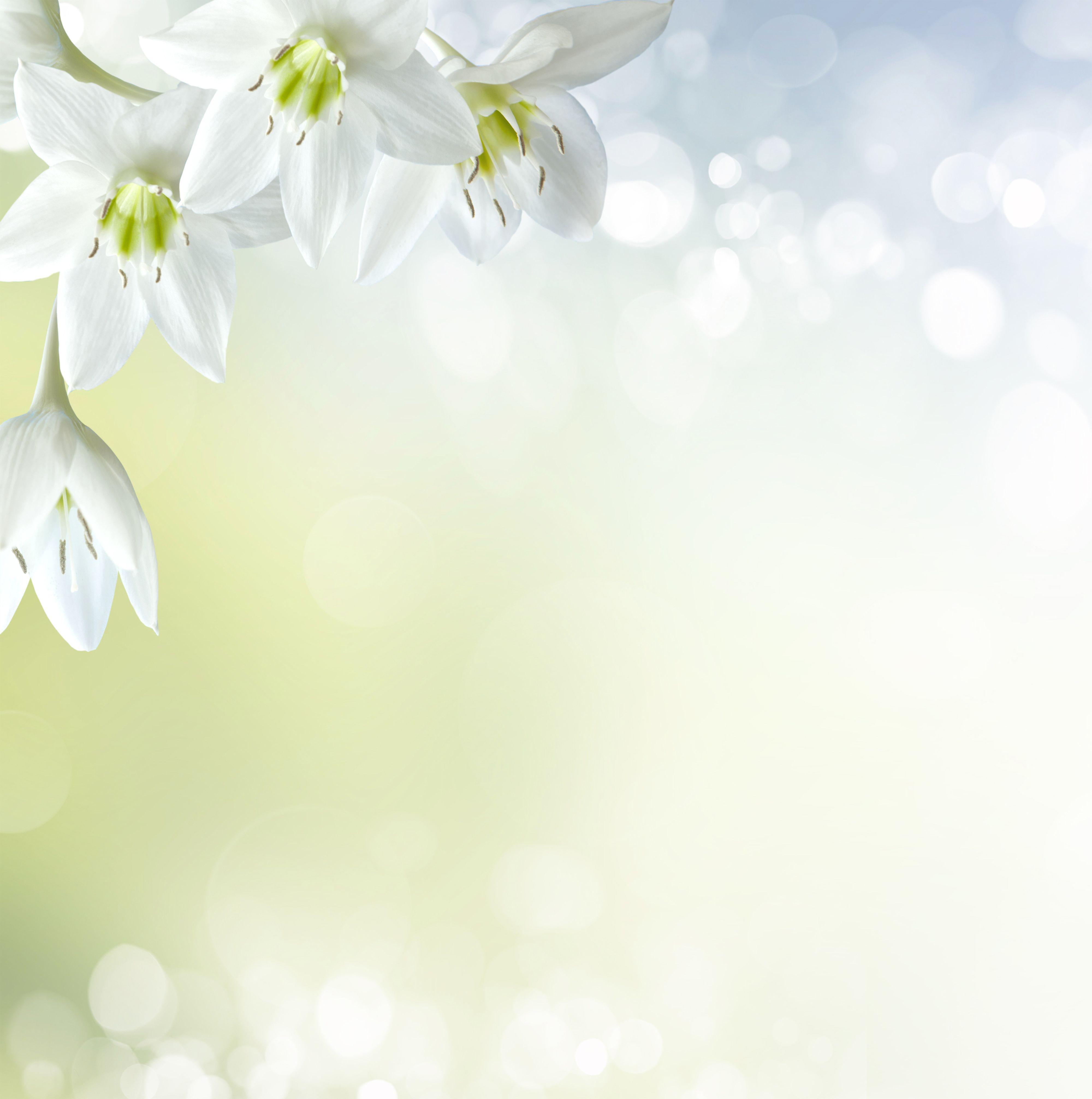 Soft White Floral Background Quality