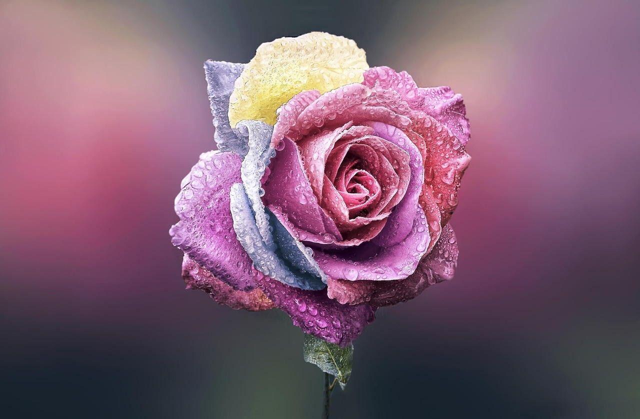 Flowers: Unique Rose Pink Flower Beautifully Lovely Wallpaper HD 3D