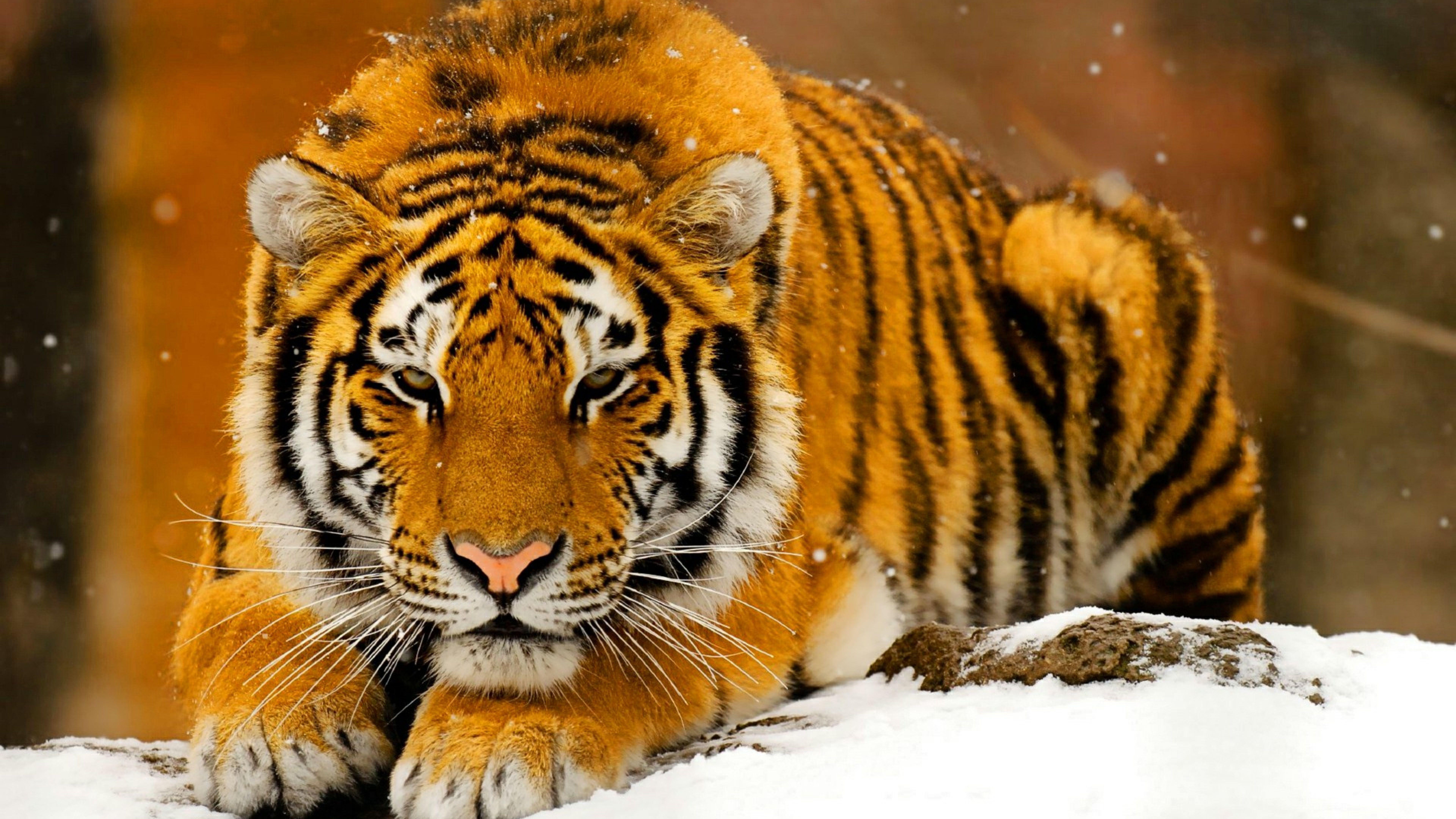 Free HD Tiger Animal Wallpaper Download