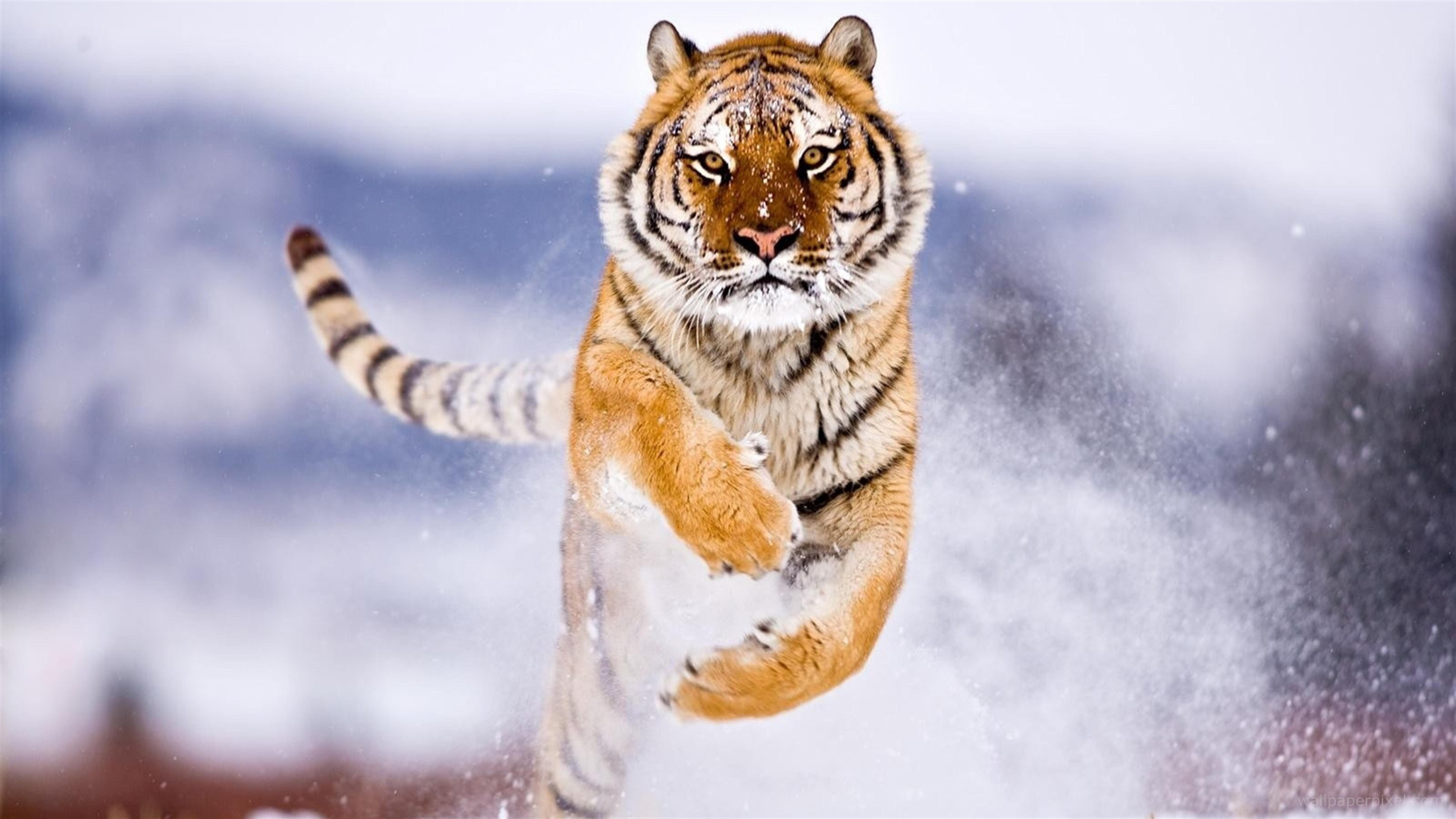 Tiger In Snow, HD Animals, 4k Wallpaper, Image, Background