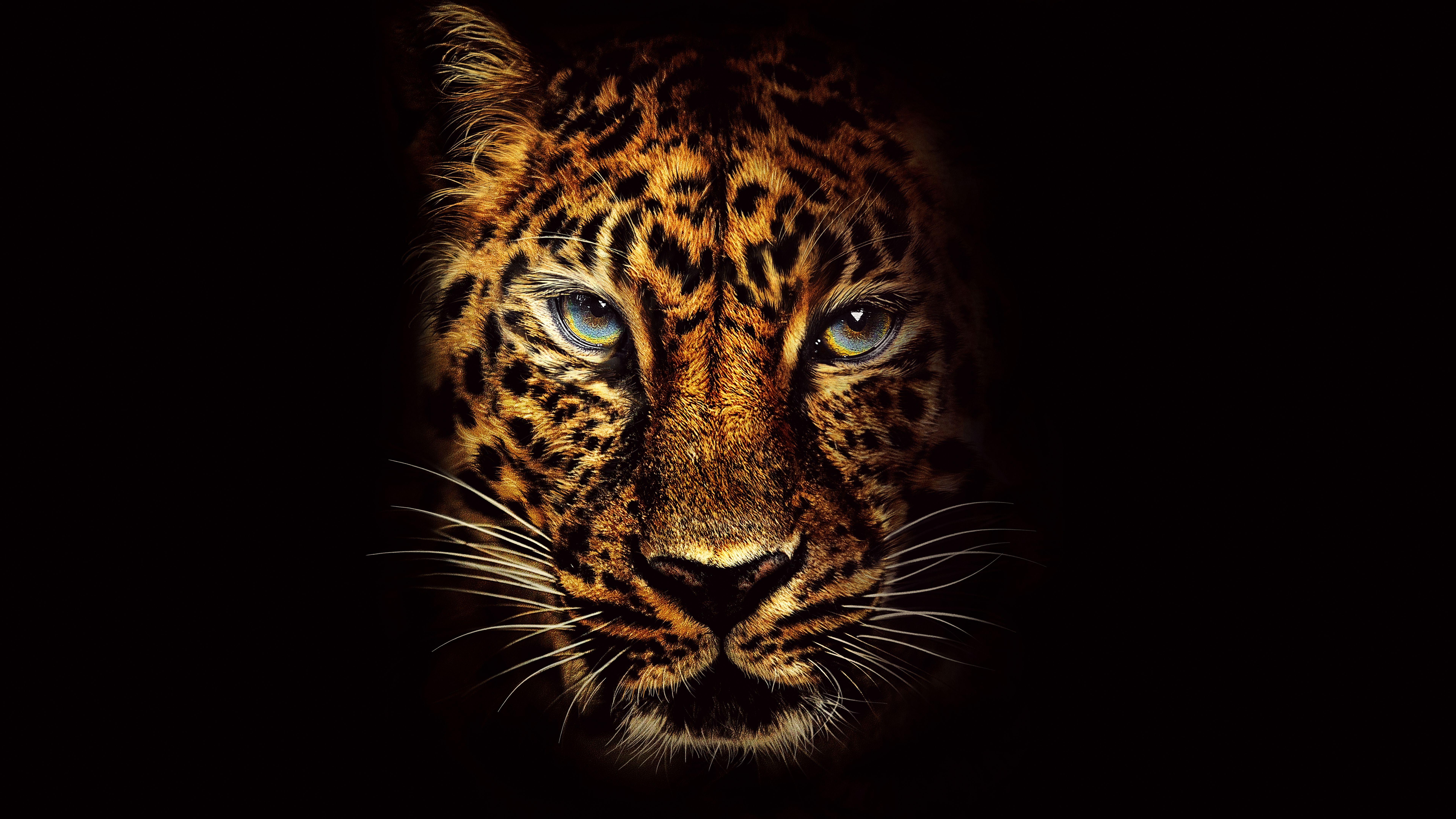 Animal HD Wallpapers Free Download  PixelsTalkNet