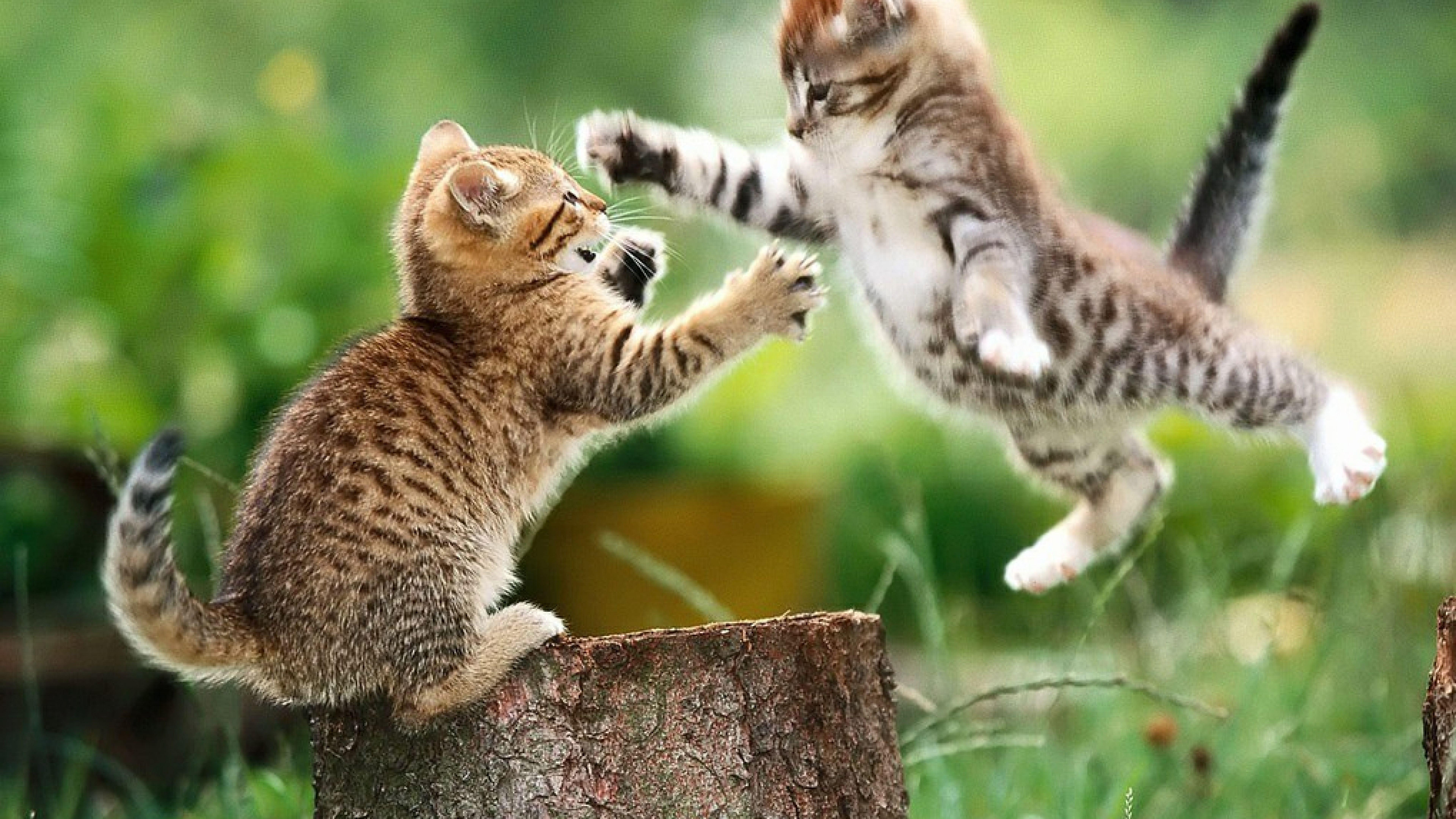 Free HD Lovely Cat Animals Wallpaper Download Desktop