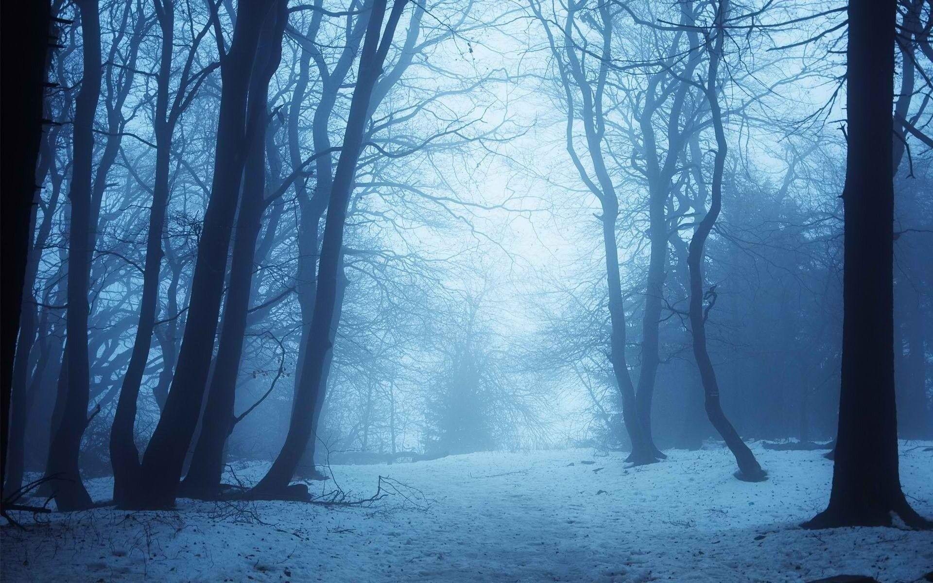Trees: Nature Blue Forest Earth Winter Trees HD Photo For Mobile