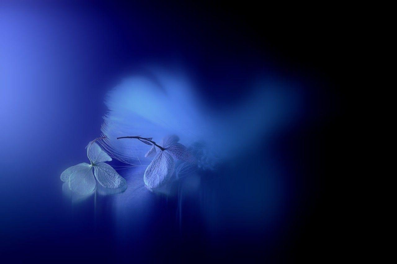 Flowers: Flower Secret Love Macro Flowers Blue Scenery Wallpaper
