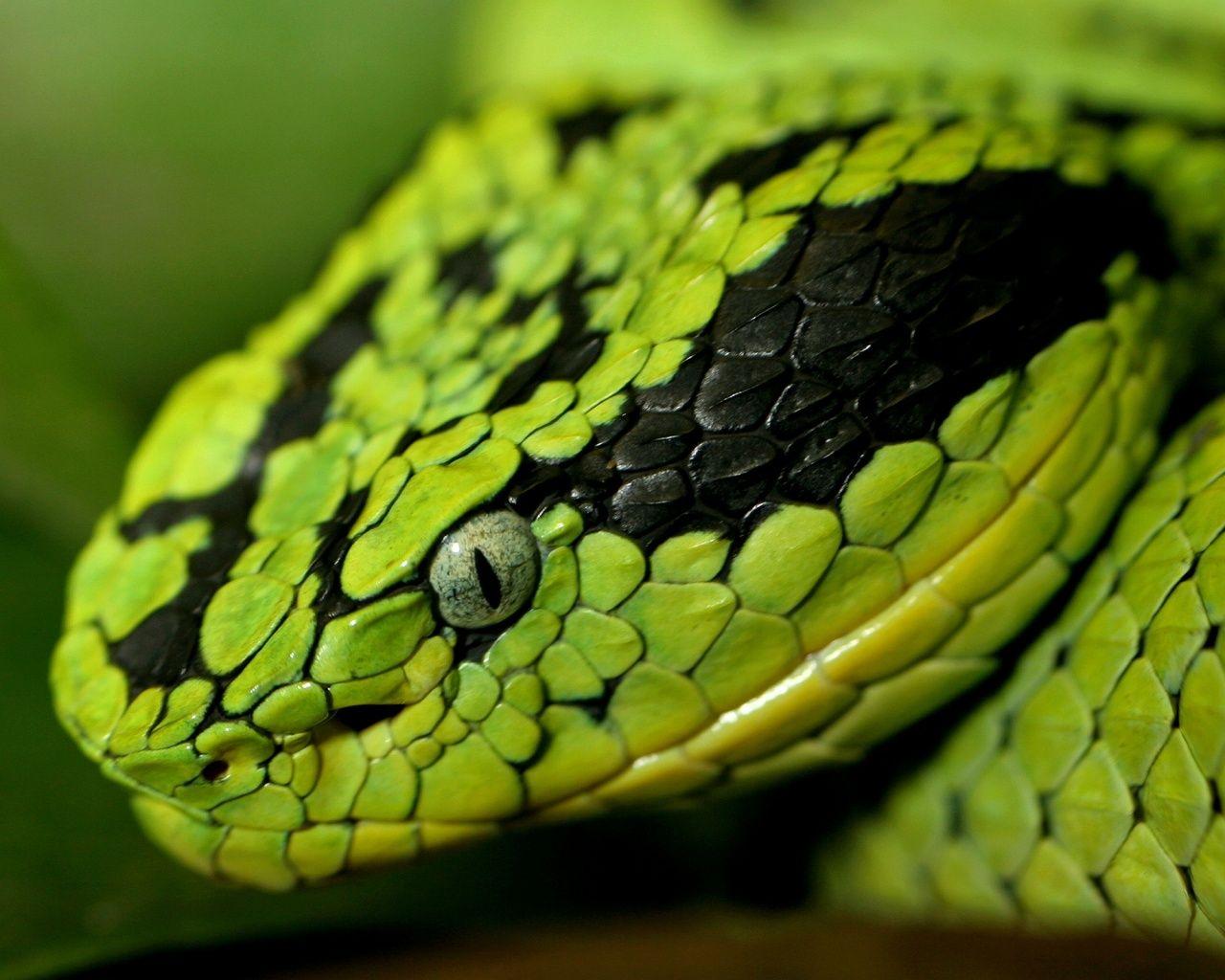 Green Snake Head Wallpaper. Android. Snake