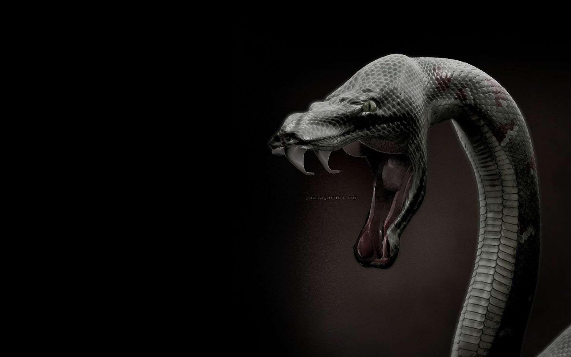 Snake Wallpaper Best Collection Of Snakes HD Wallpaper