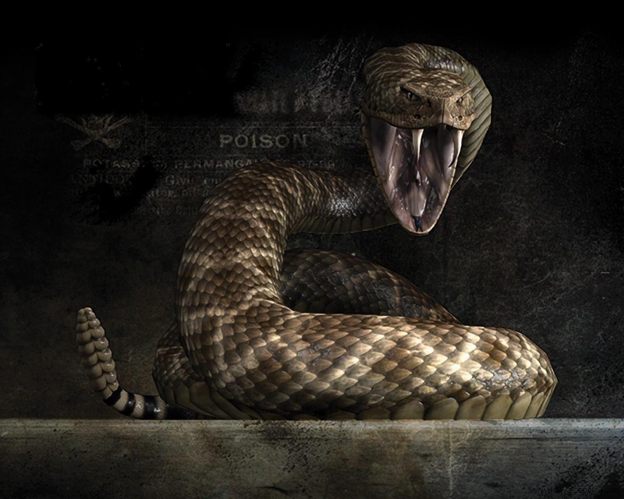 snake cobra wallpaper