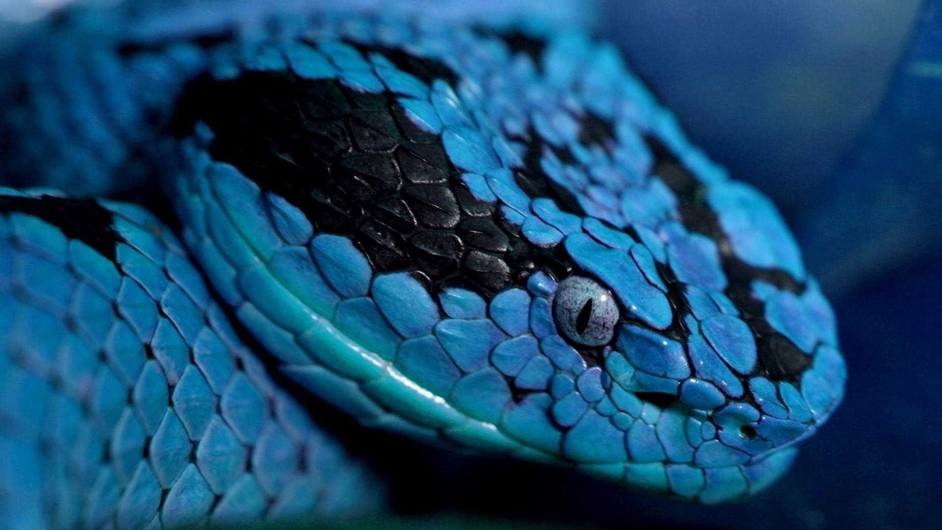 Desktop Viper Snake Image Wallpaper