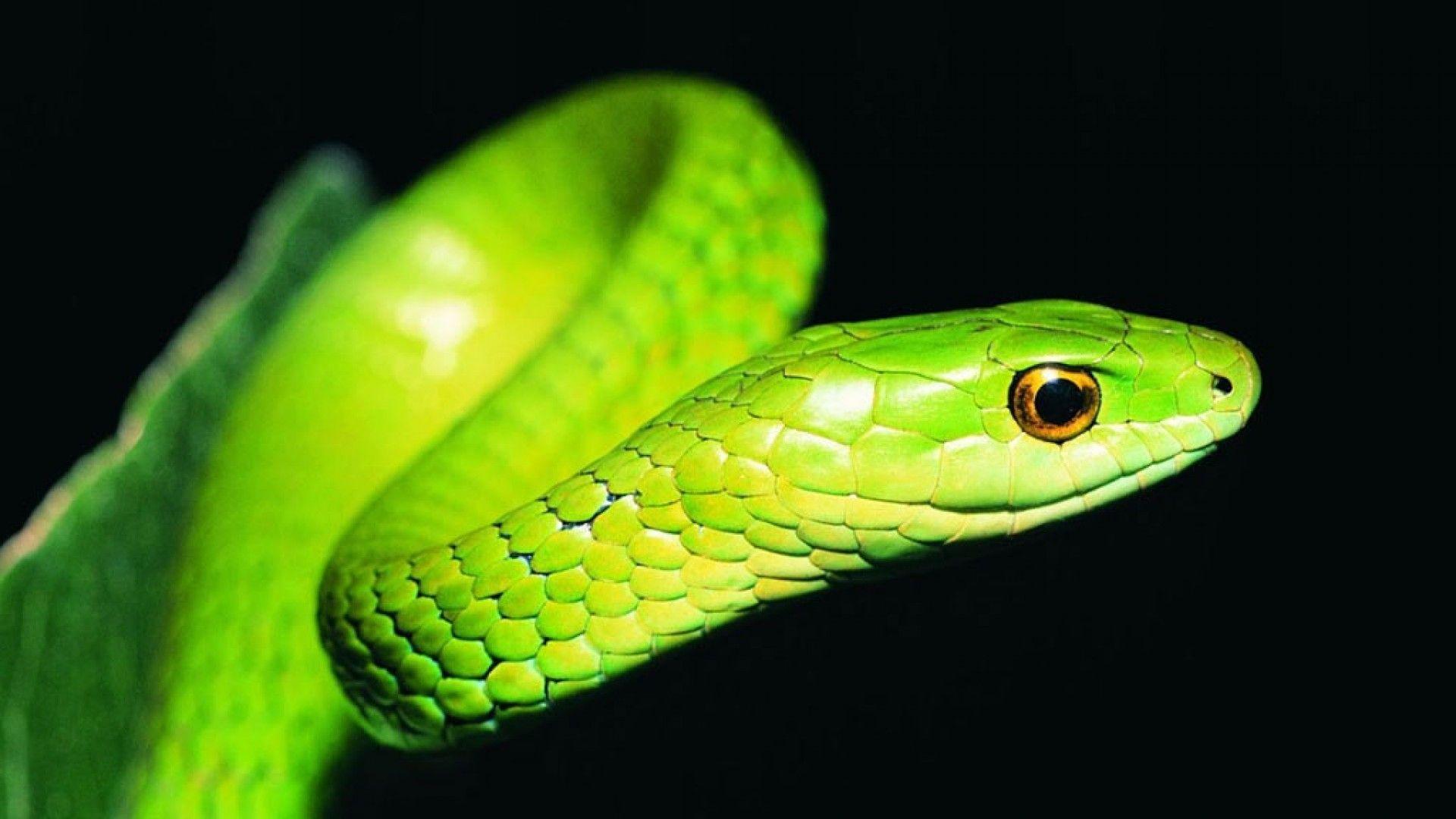 Image result for snake head on. Snake wallpaper, Snake, Viper snake