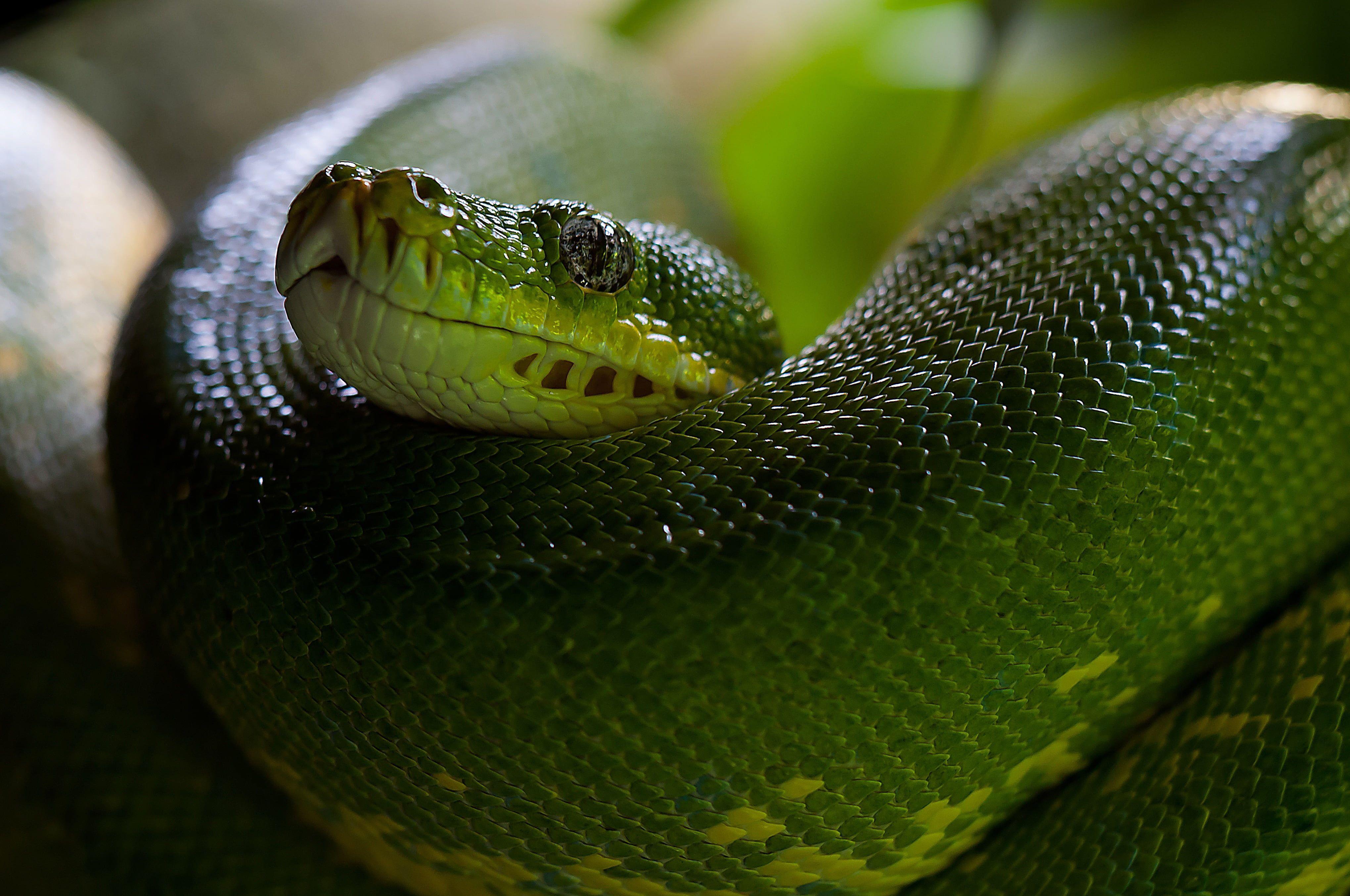 Green viper snake HD wallpaper