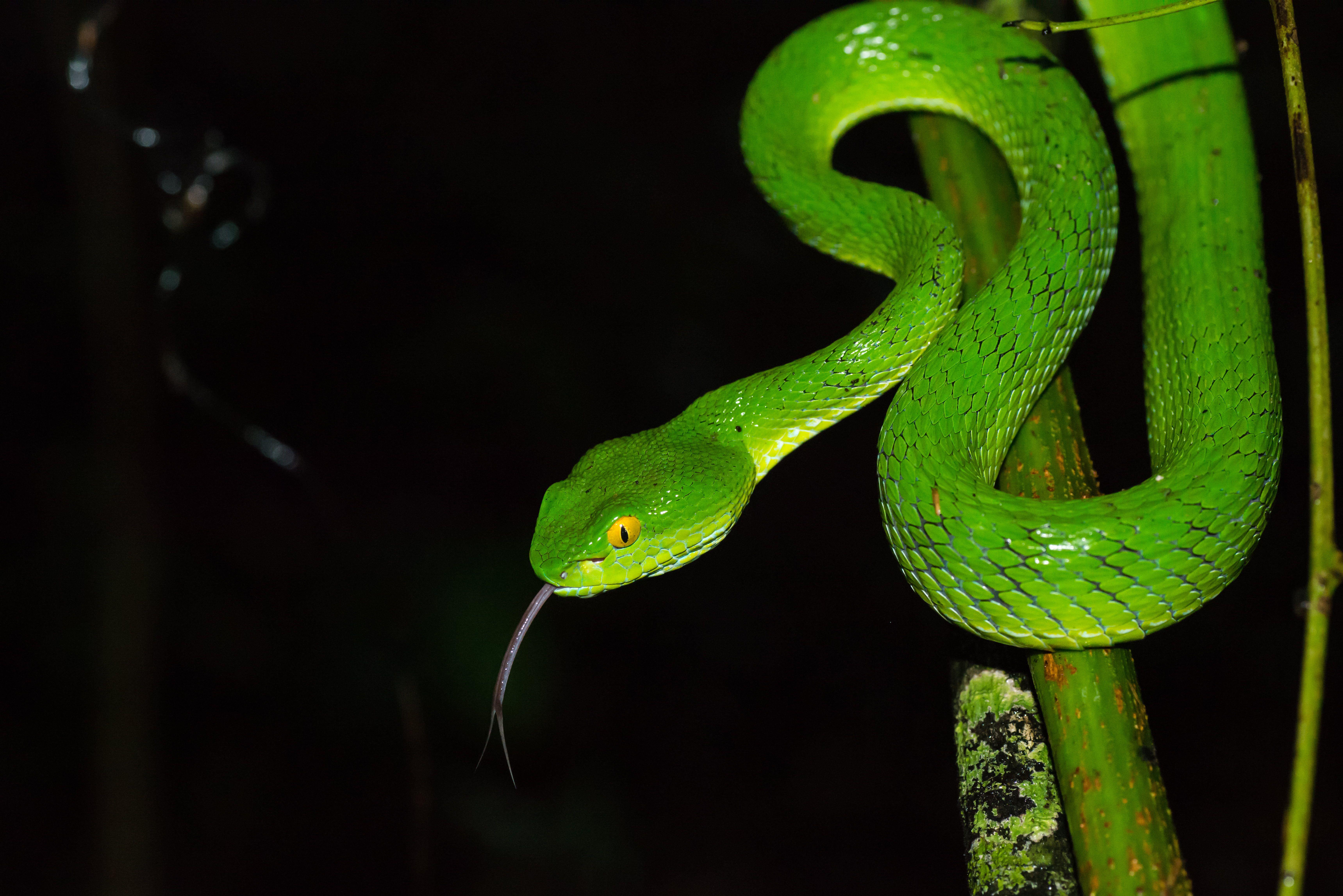 Smooth green snake, trimeresurus, pit viper, khao yai national park