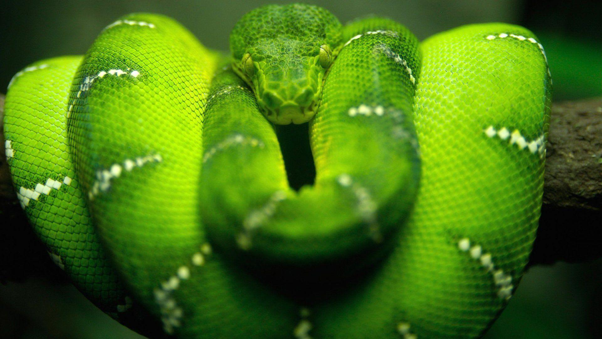 Download Green Snakes Wallpaper 1920x1080