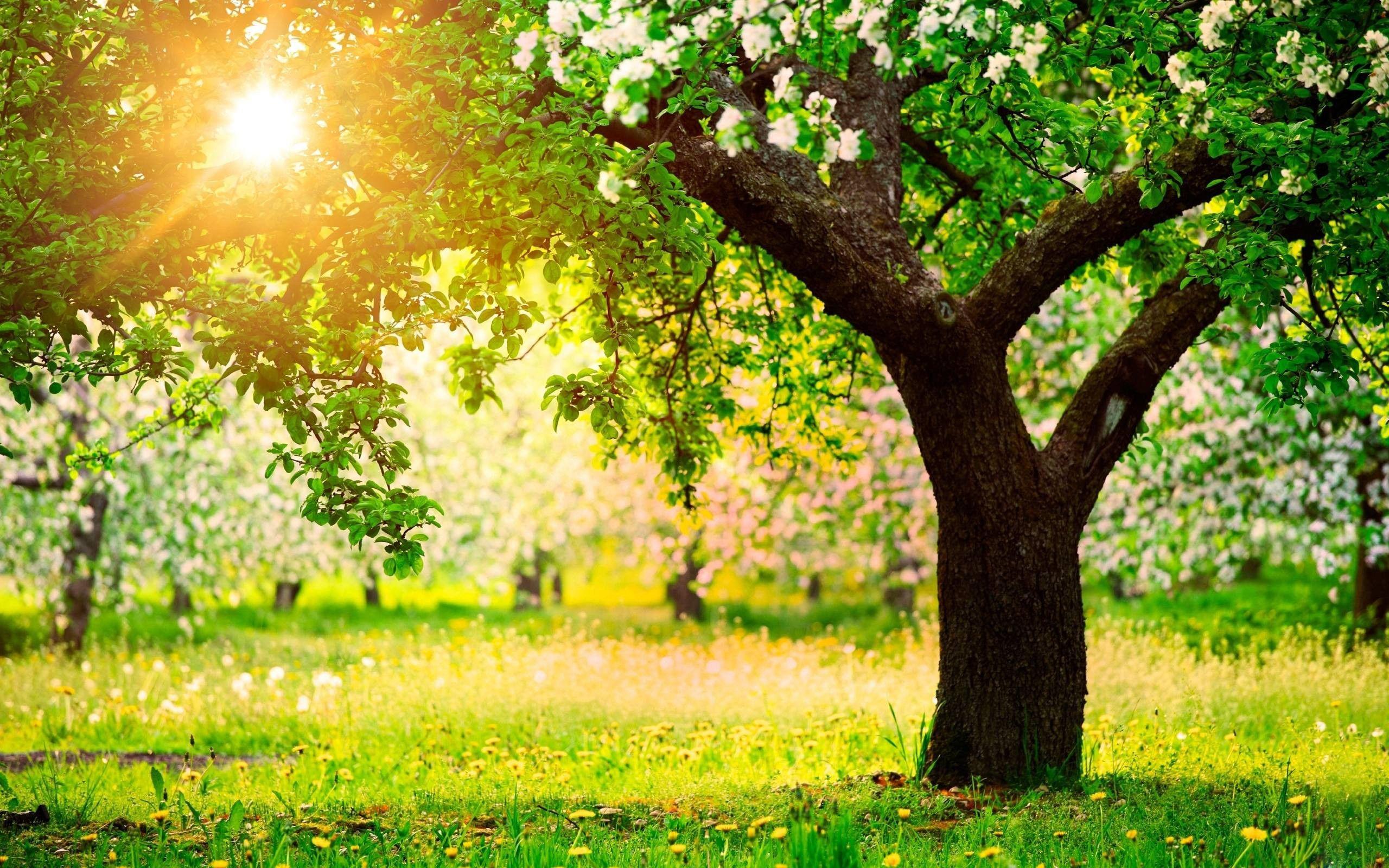 Spring Nature Tree Desktop Wallpaper Image