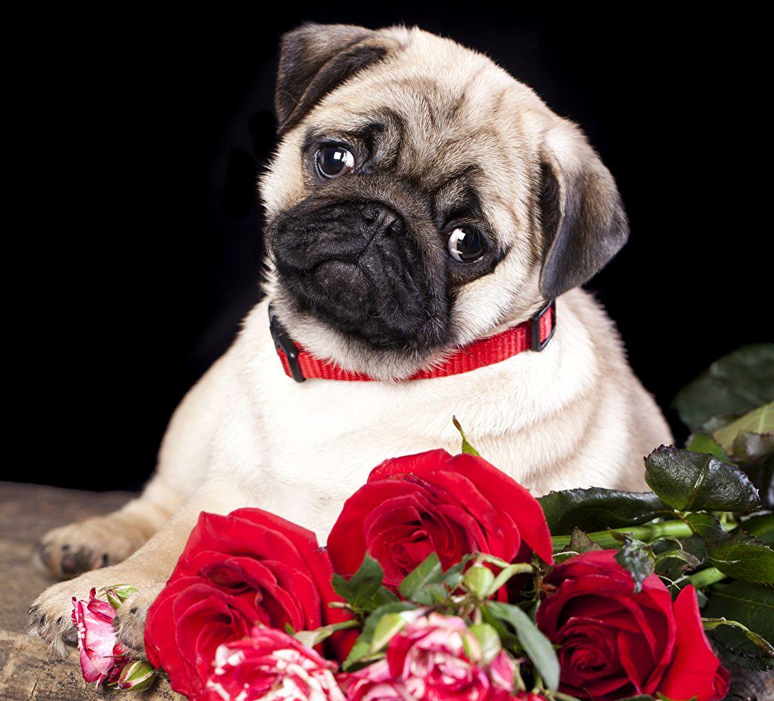 Pug wallpaper picture download