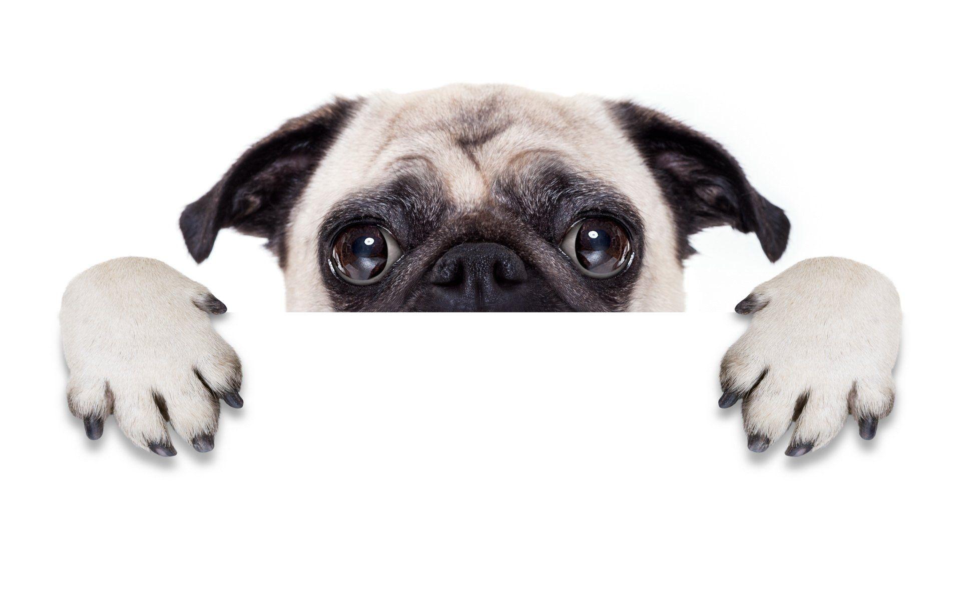 Pug Full HD Wallpaper and Background Imagex1200