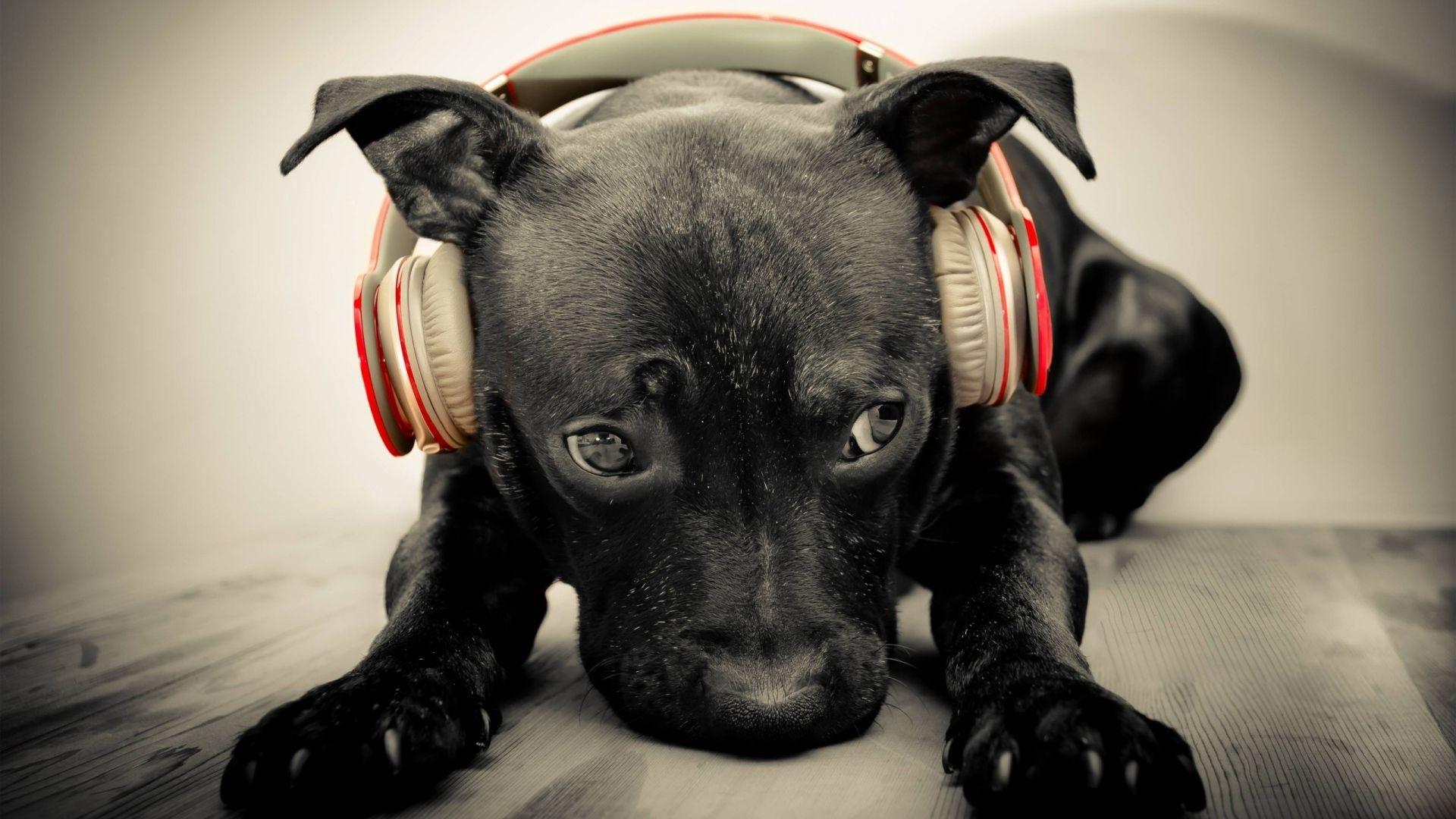 Download Wallpaper 1920x1080 dog, dark, headphones, music, sadness
