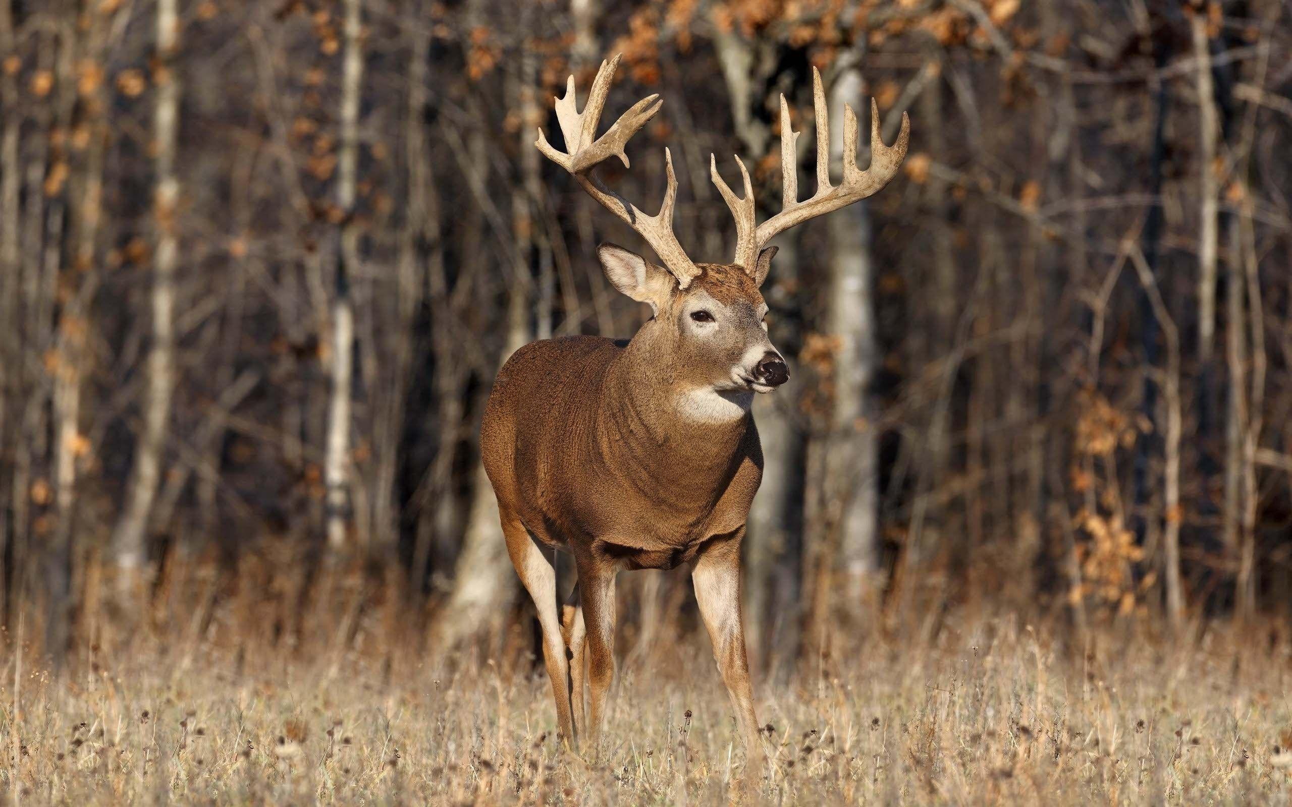 Deer Hunting Background Free Download
