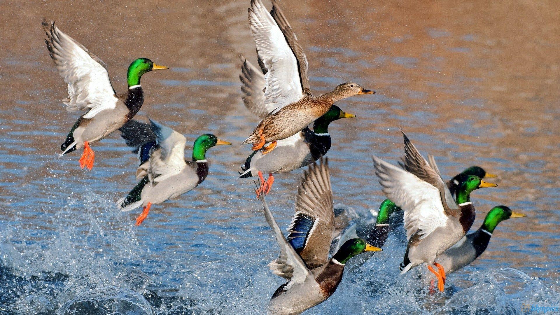 Duck Hunting Wallpaper Free Download