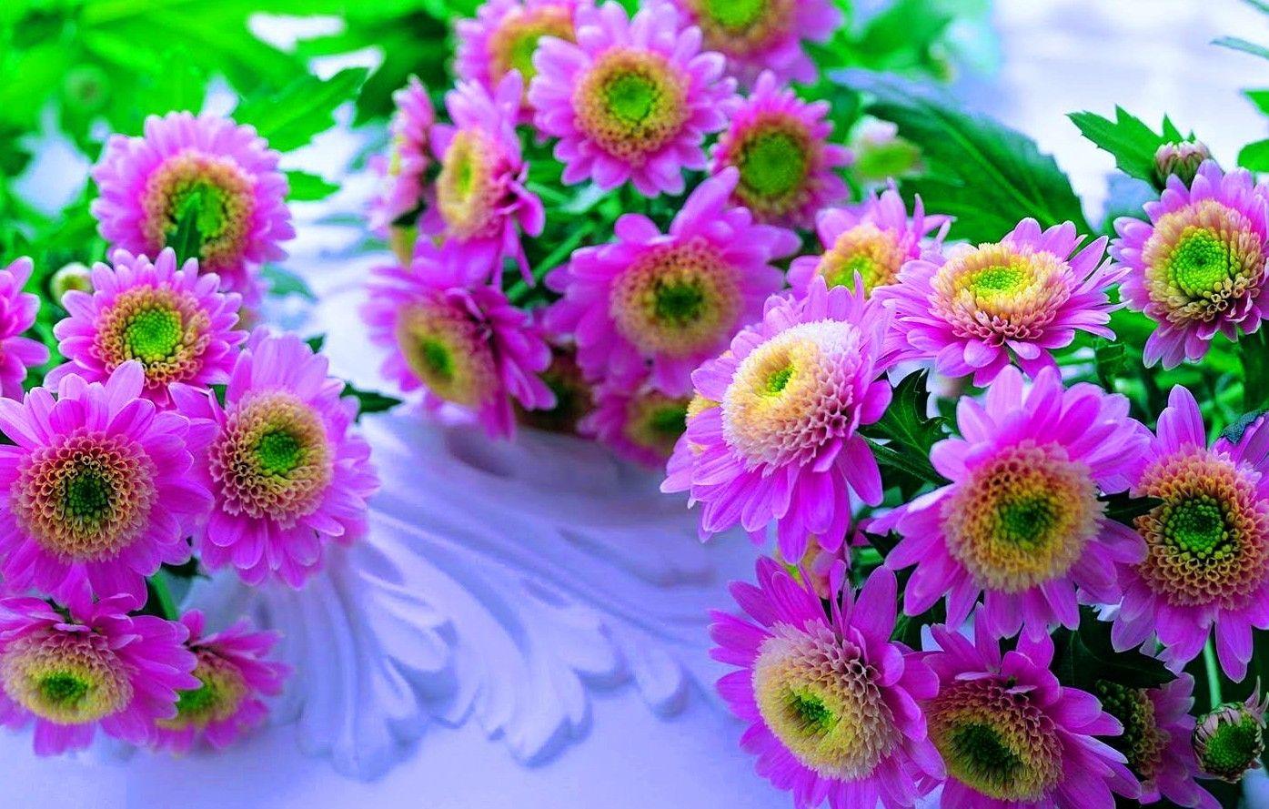 Flower: Beauty Pink Color New Beautiful Flowers Picture for HD 16:9