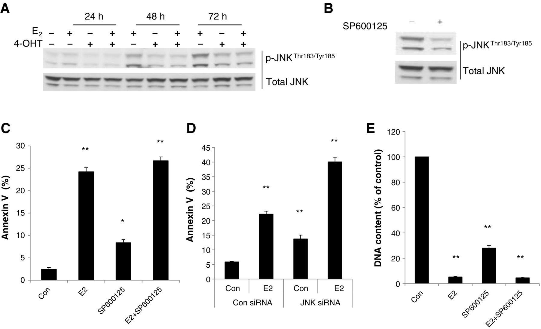 Integration Of Downstream Signals Of Insulin Like Growth Factor 1