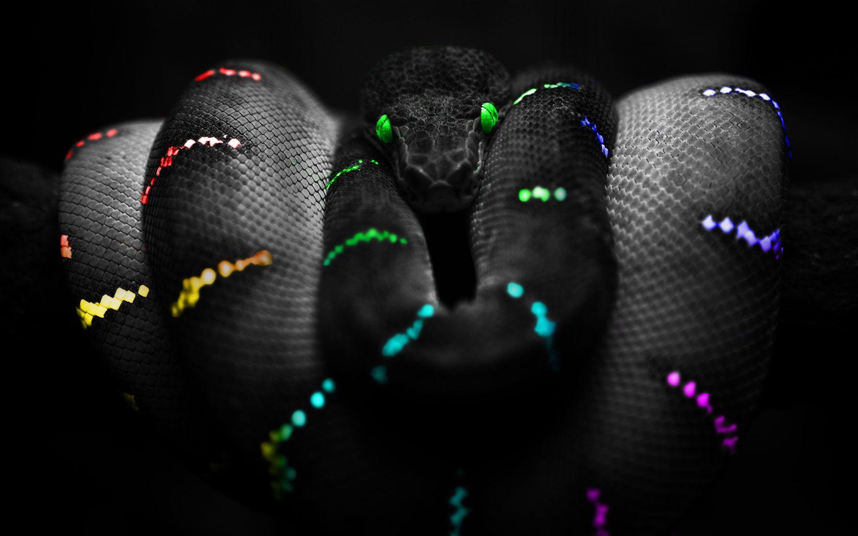Desktop Diamond Back Rattle Snake Image Wallpaper