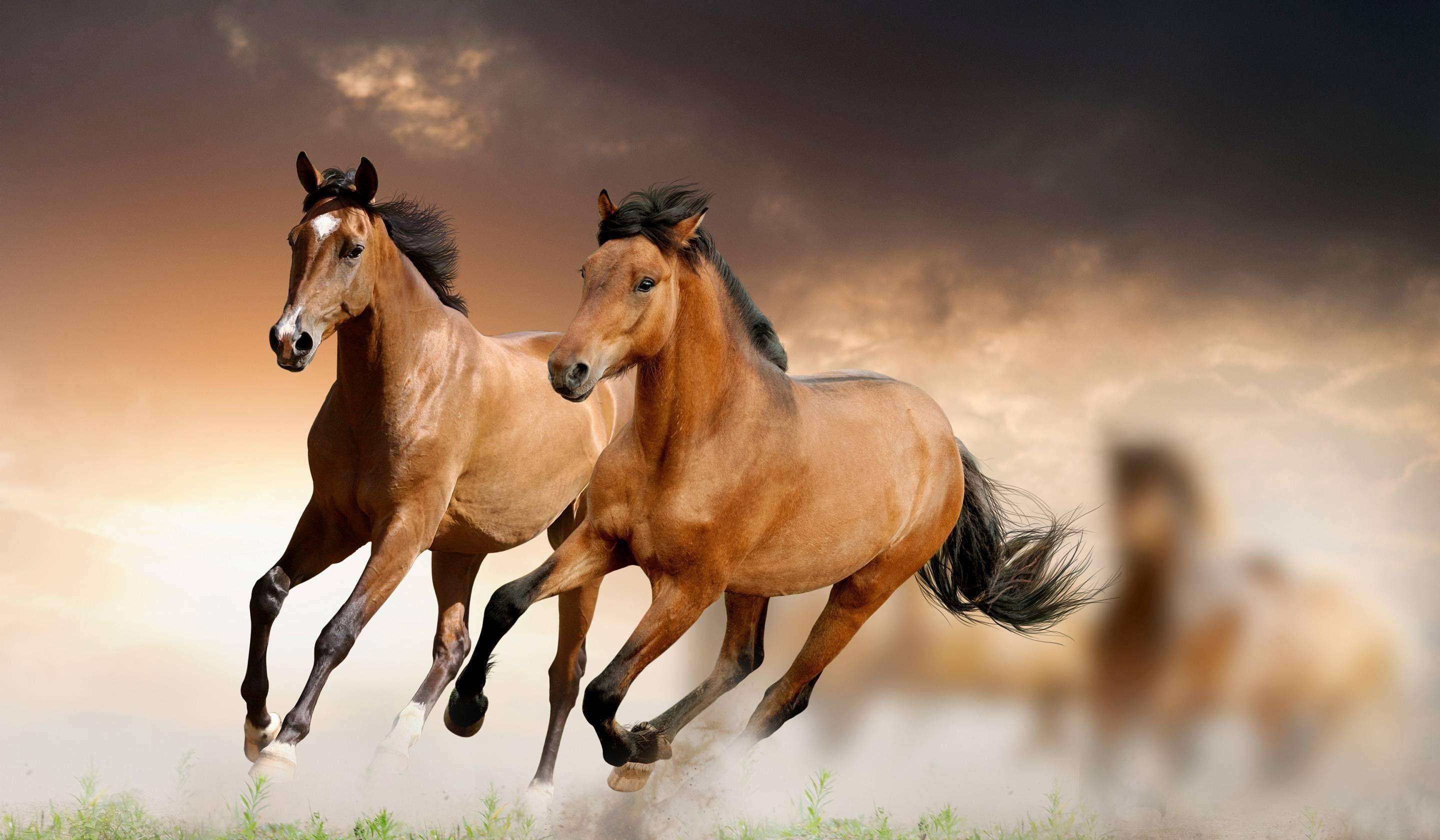 Horse HD Wallpaper Download Wallpaper and Background