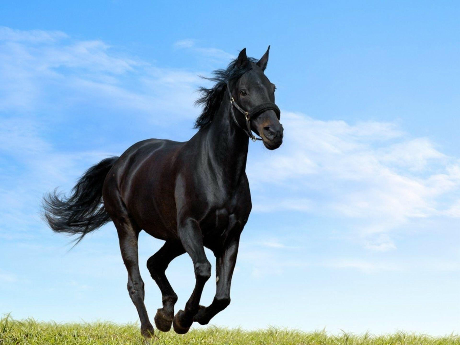 Black Horses HD Wallpaper \u2013 Horse Desktop Wallpaper \u2013 HD. Horses, Horse wallpaper, Horse background