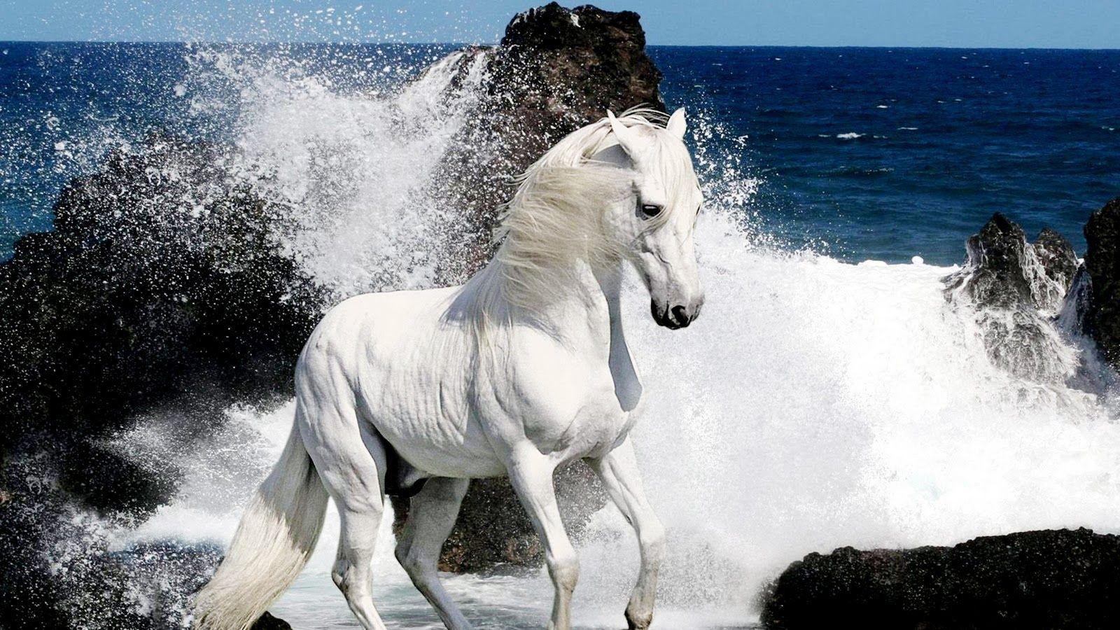 horse picture in HD. White Horses HD Wallpaper Download Free