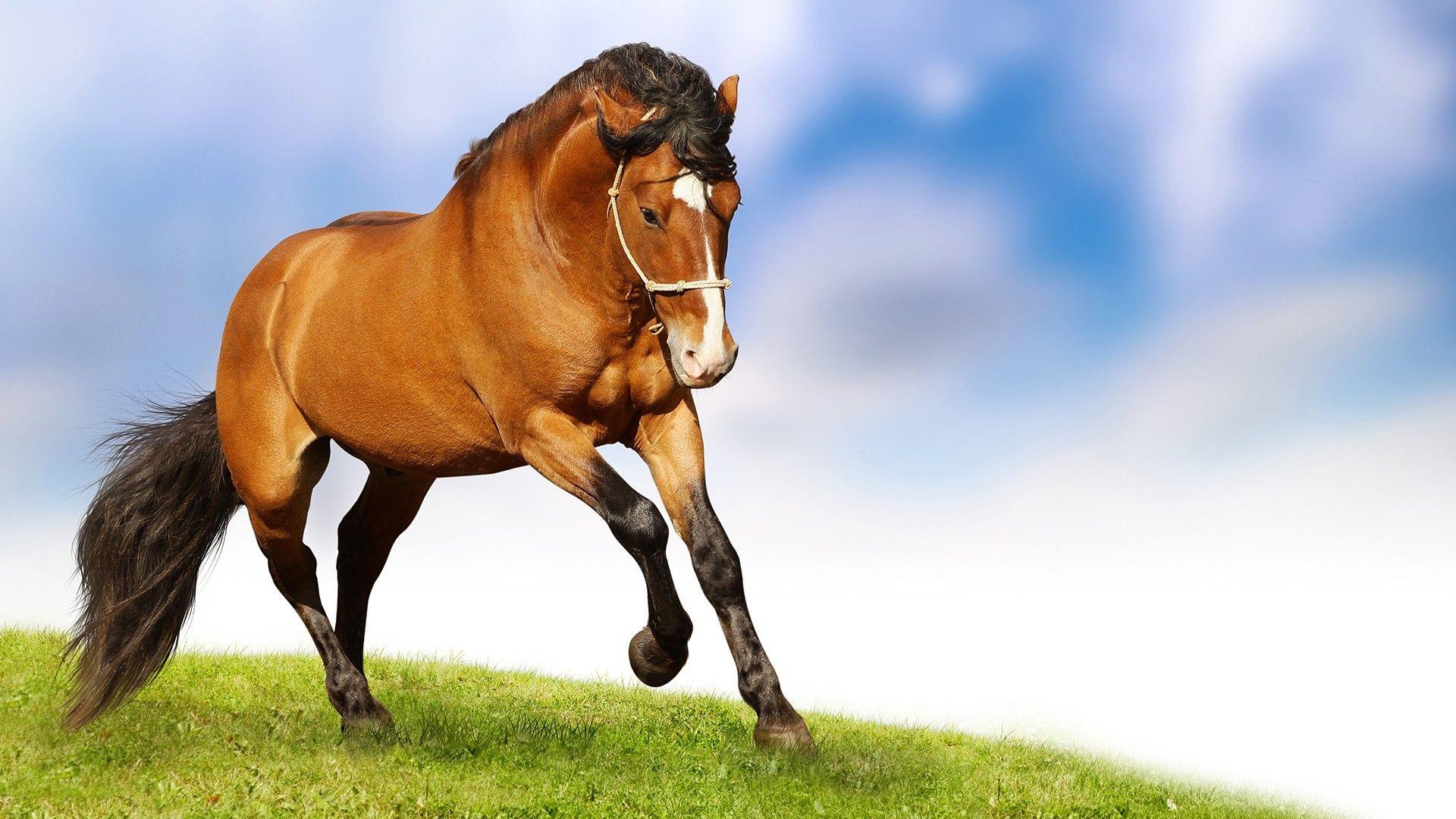 Download HD Wallpaper of Horse