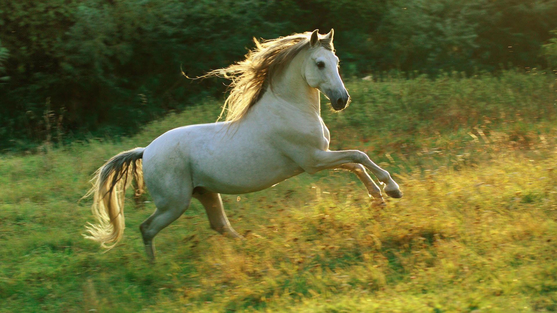 White Horse Wallpaper, Picture, Image