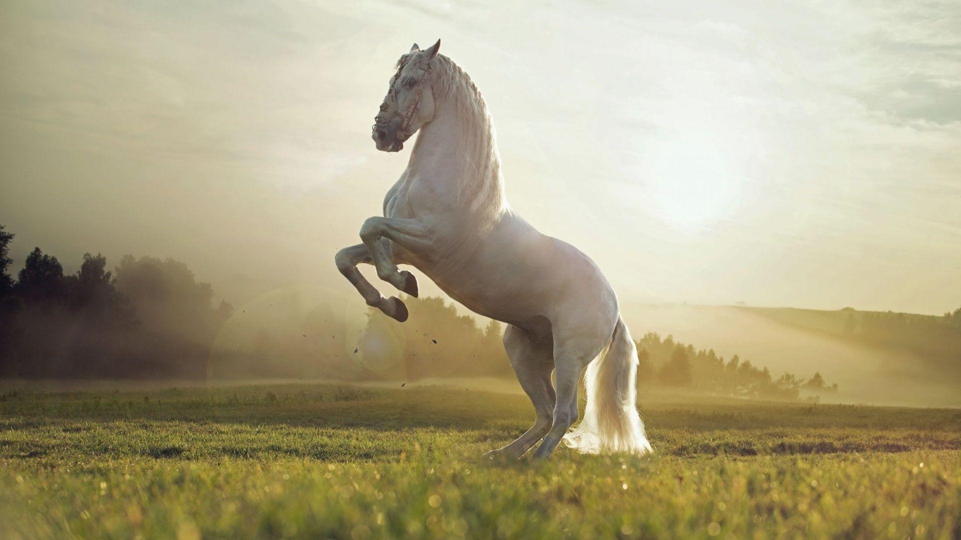 Nature Field White Horse Animal HD Wallpaper