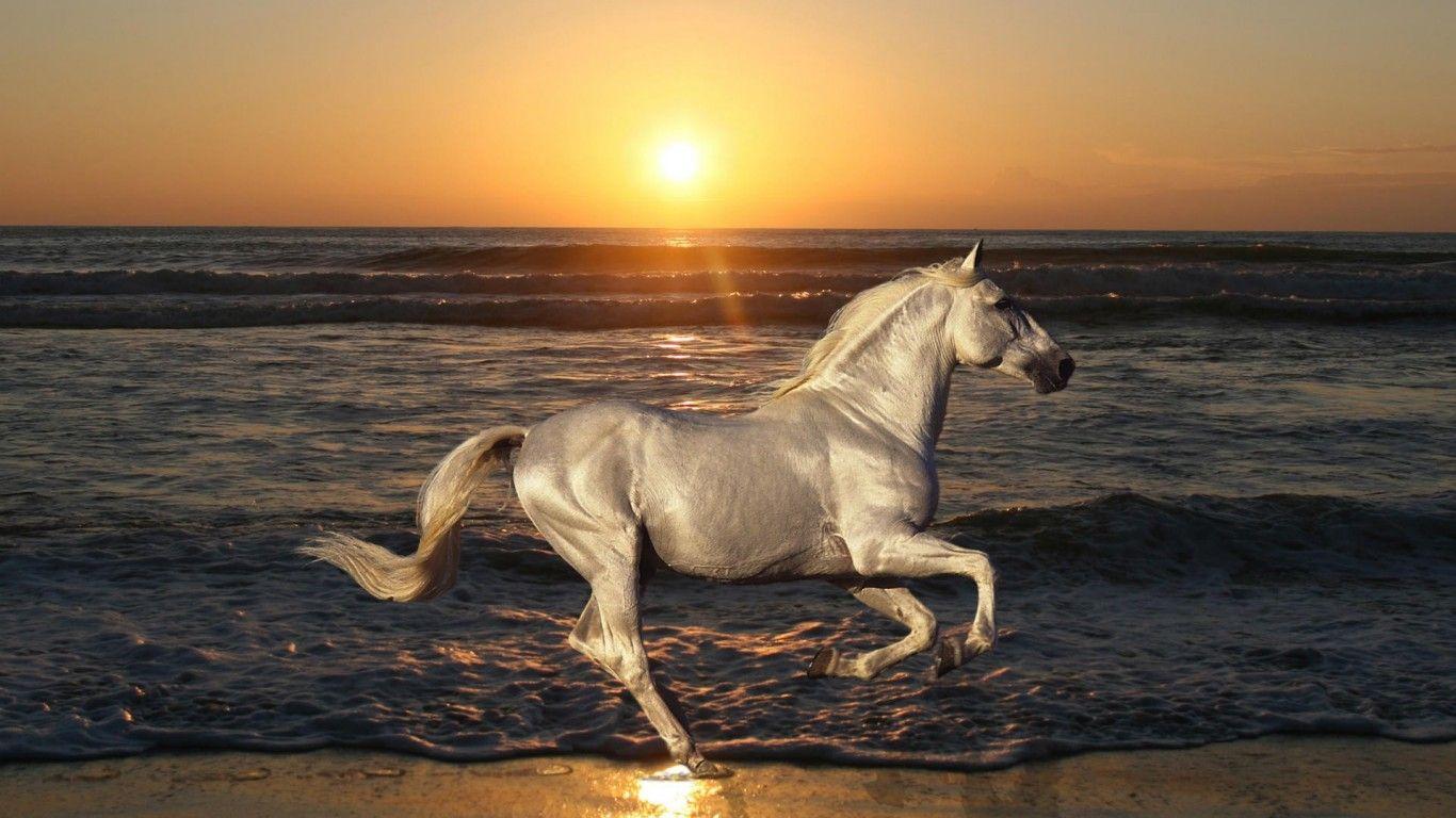 1080p Horse Wallpaper, 48 1080p Horse HD Wallpaper Background, W