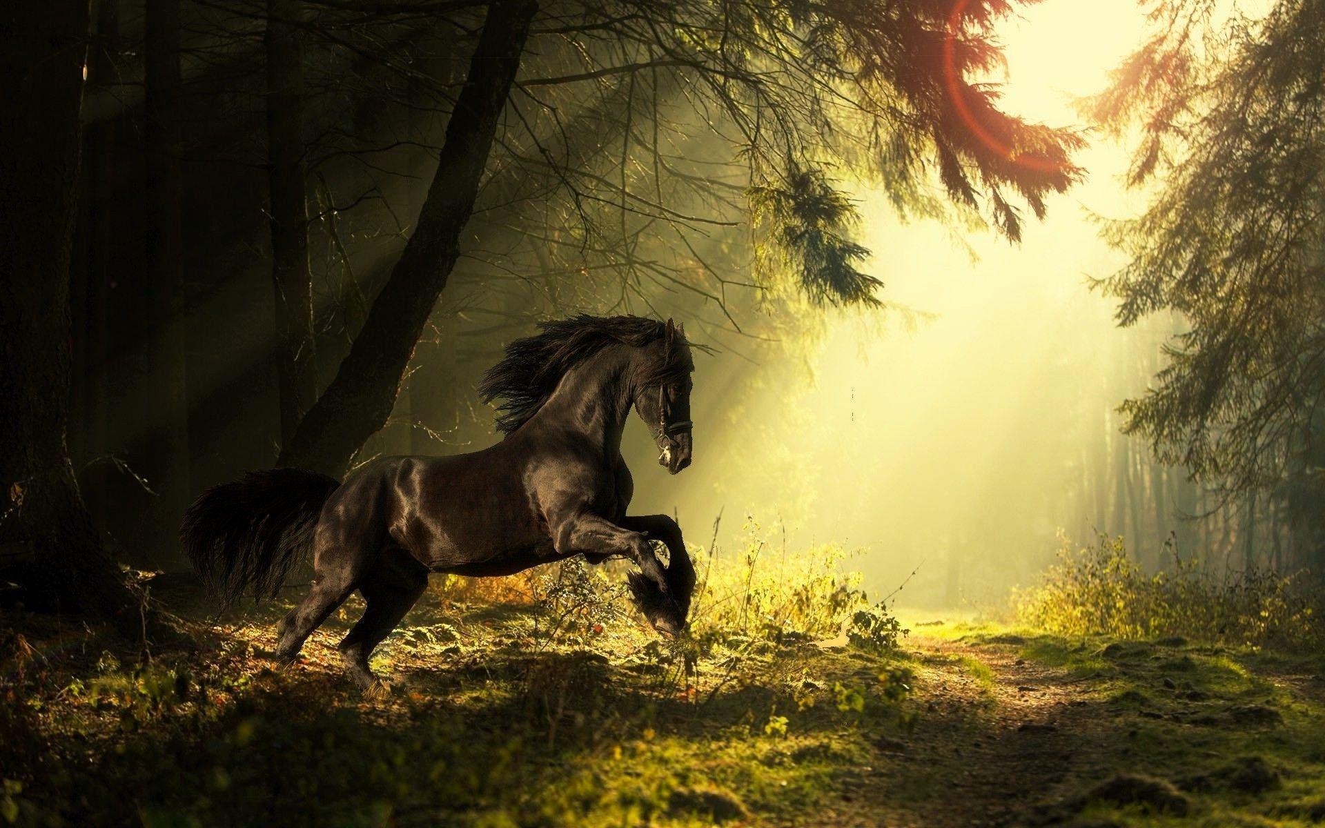 Horse HD Wallpapers - Wallpaper Cave