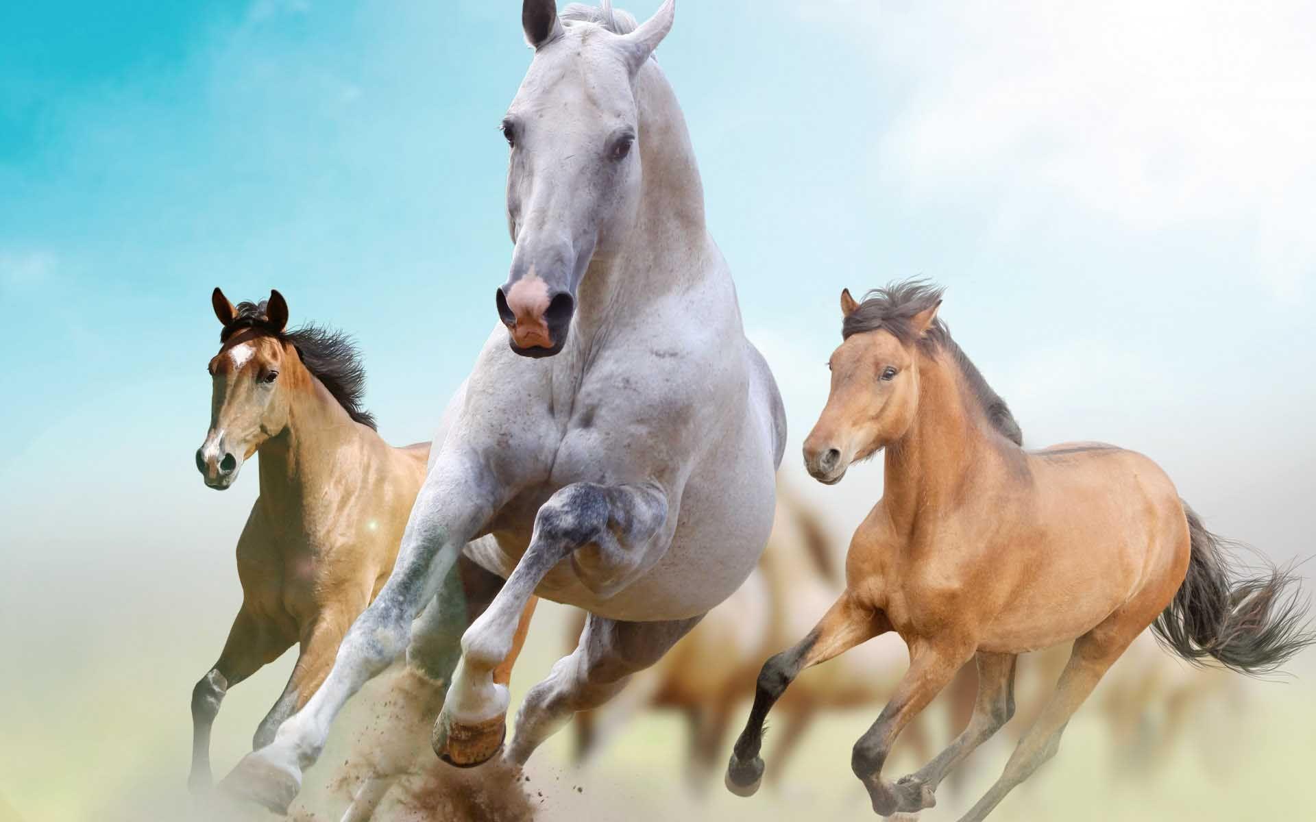 Animals Horse Wallpaper Download