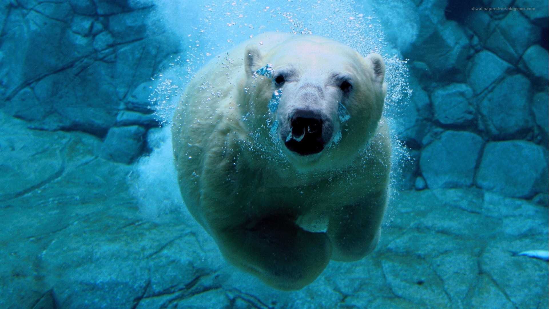 Polar Bear Full HD Wallpaper and Background Imagex1080