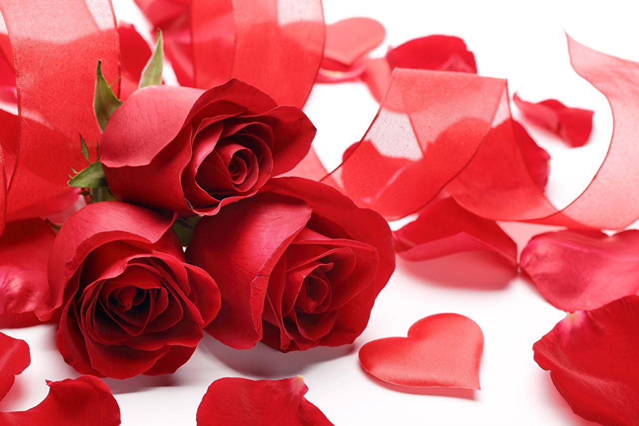 Valentine's Day Heart Red Roses Petals Flowers