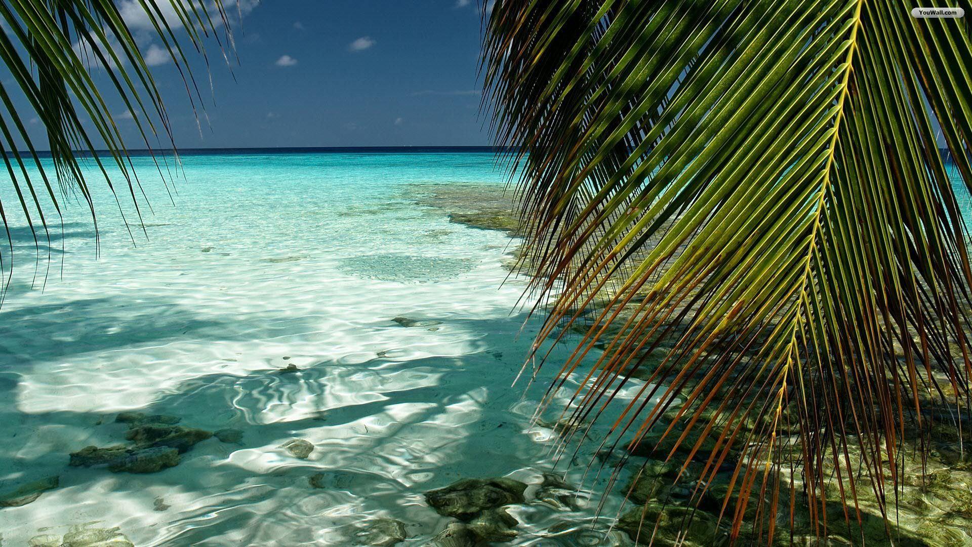Tropical Beach Background, Wallpaper, Image, Picture
