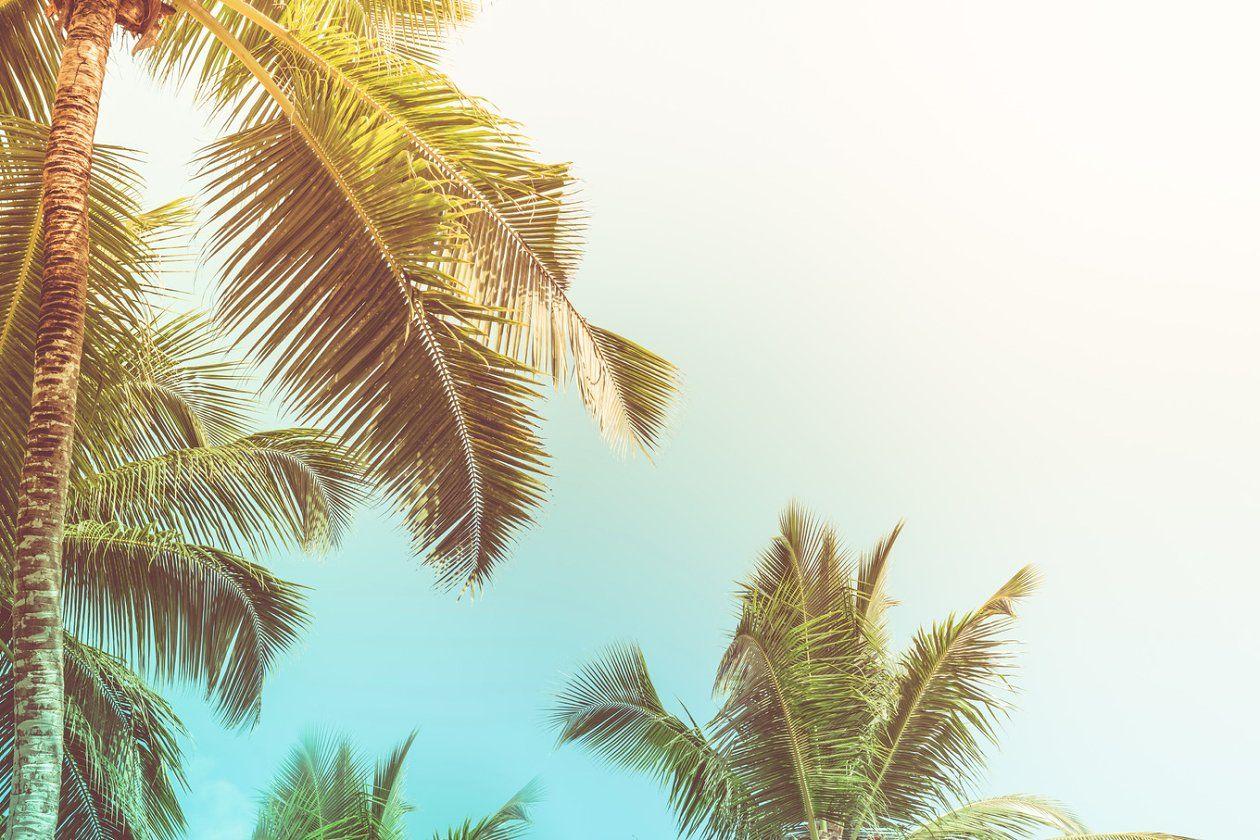 Tropical background Photo. Creative Market Pro