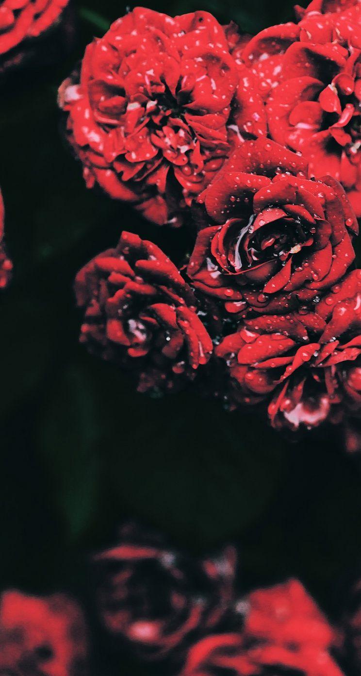 Derrick Rose. Ideas for the House. Derrick