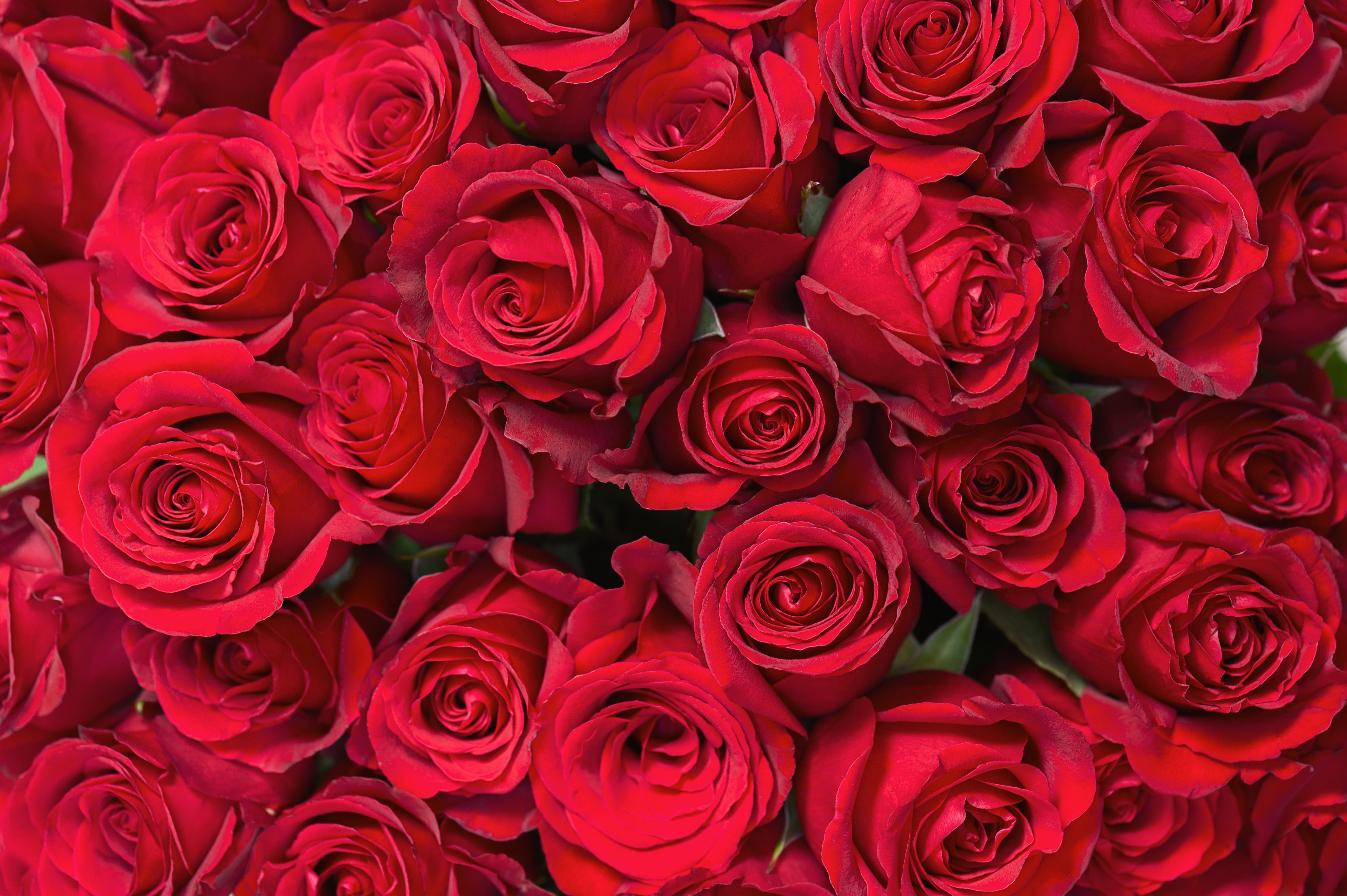 valentine roses and hearts wallpaper
