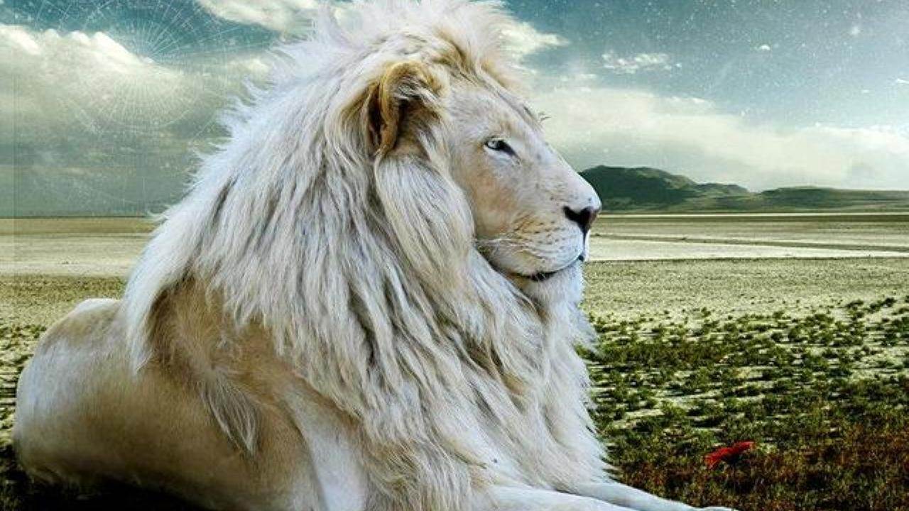 beautiful white lion wallpaper