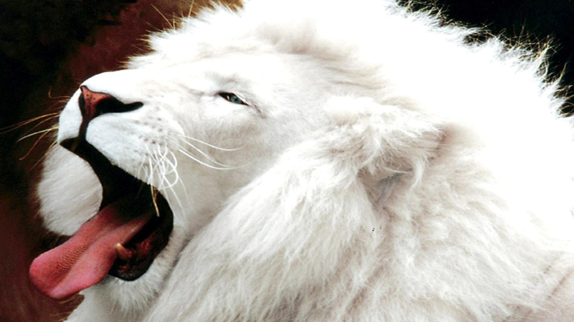 White Lion image 1080p Wallpaper. Beautiful image HD Picture