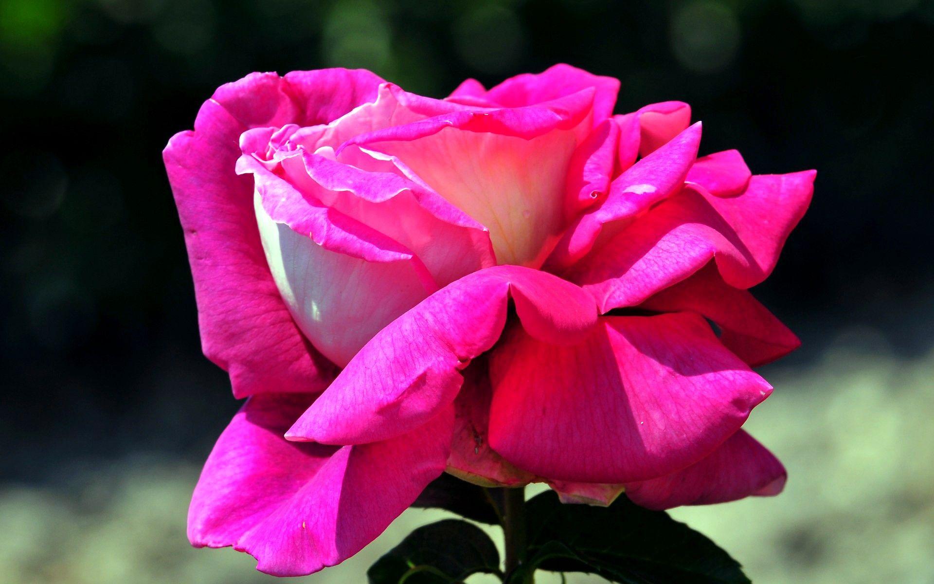 Wallpaper Beaches Pink Rose Lover Hearts Beautiful Flowers Roses