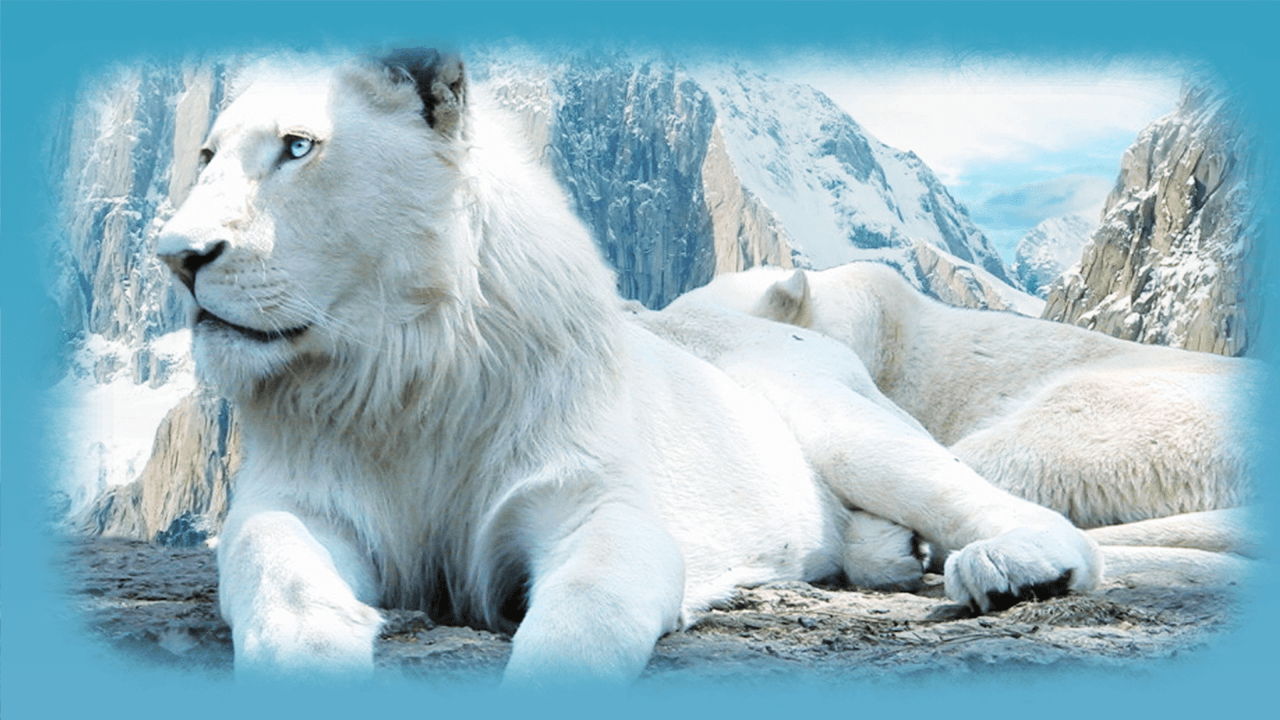 White Lion HD Wallpaper App Ranking and Store Data